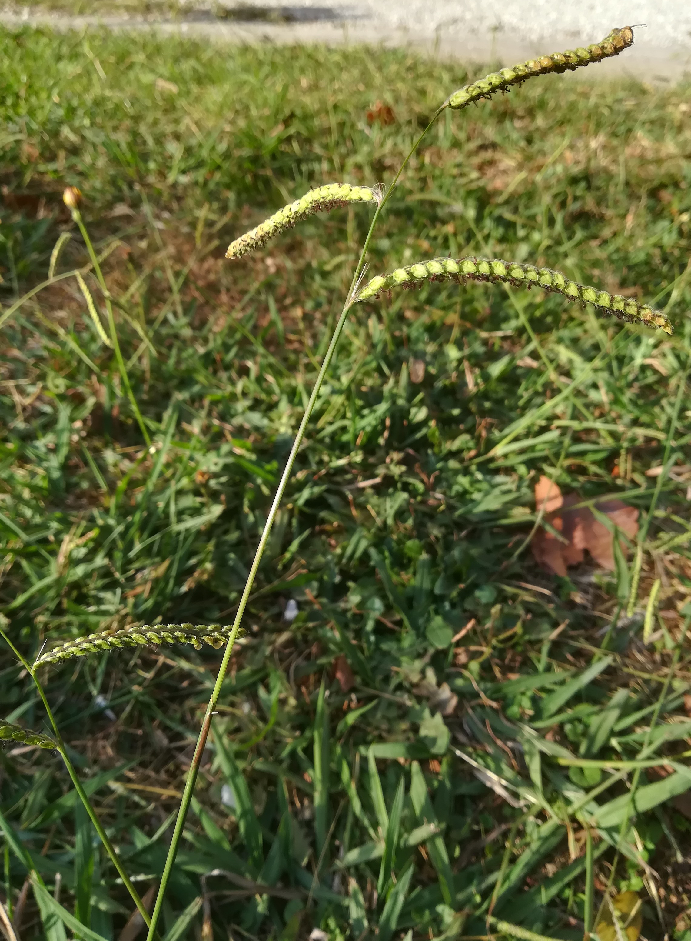 paspalum dilatatum livorno toskana mediterran italien_20211029_093424.jpg