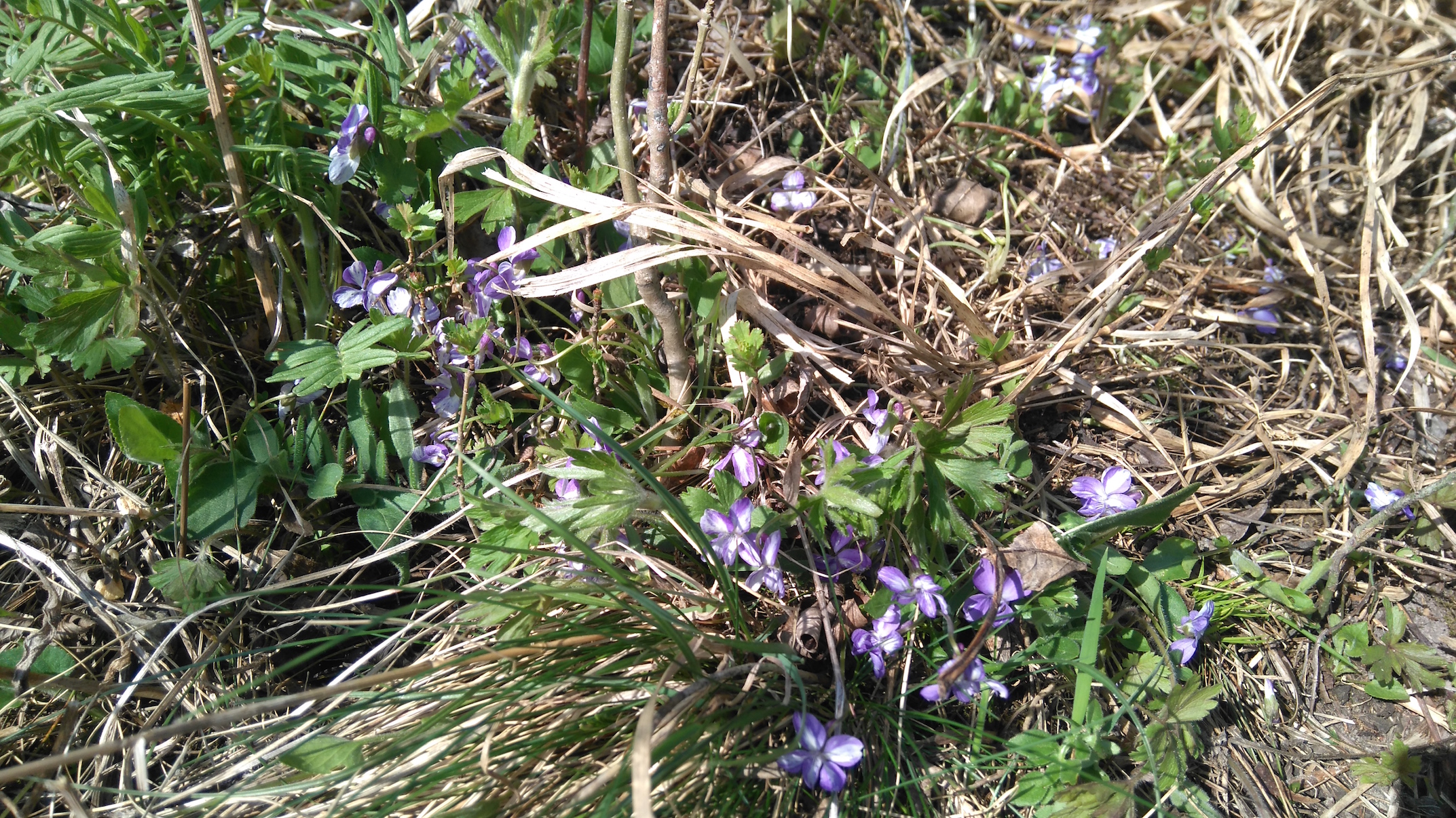 viola cf. ambigua bisamberg_7837.JPG