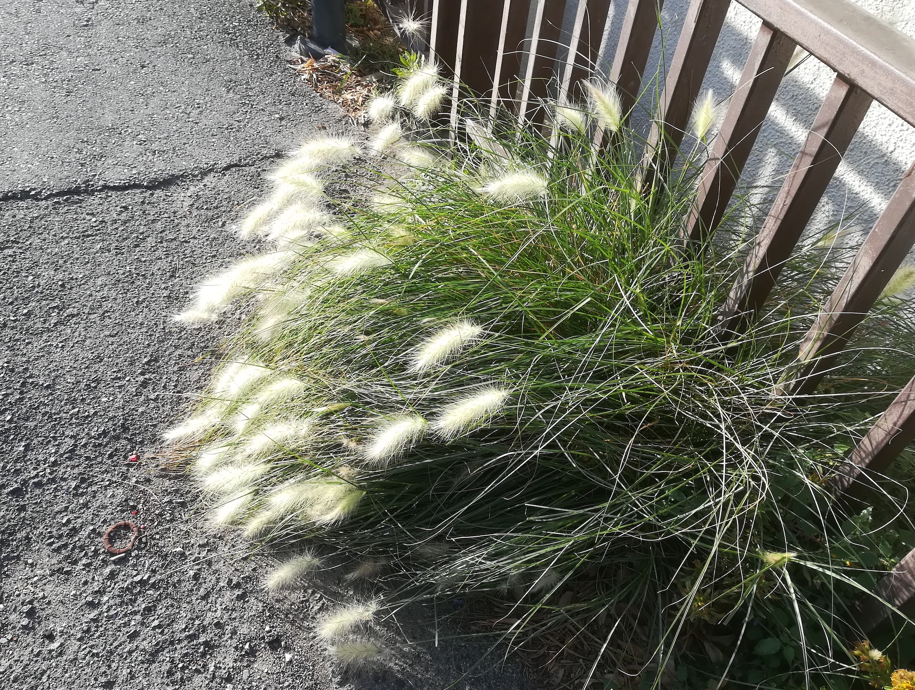 pennisetum cf. villosum livorno toskana mediterran italien_20211028_100127.jpg