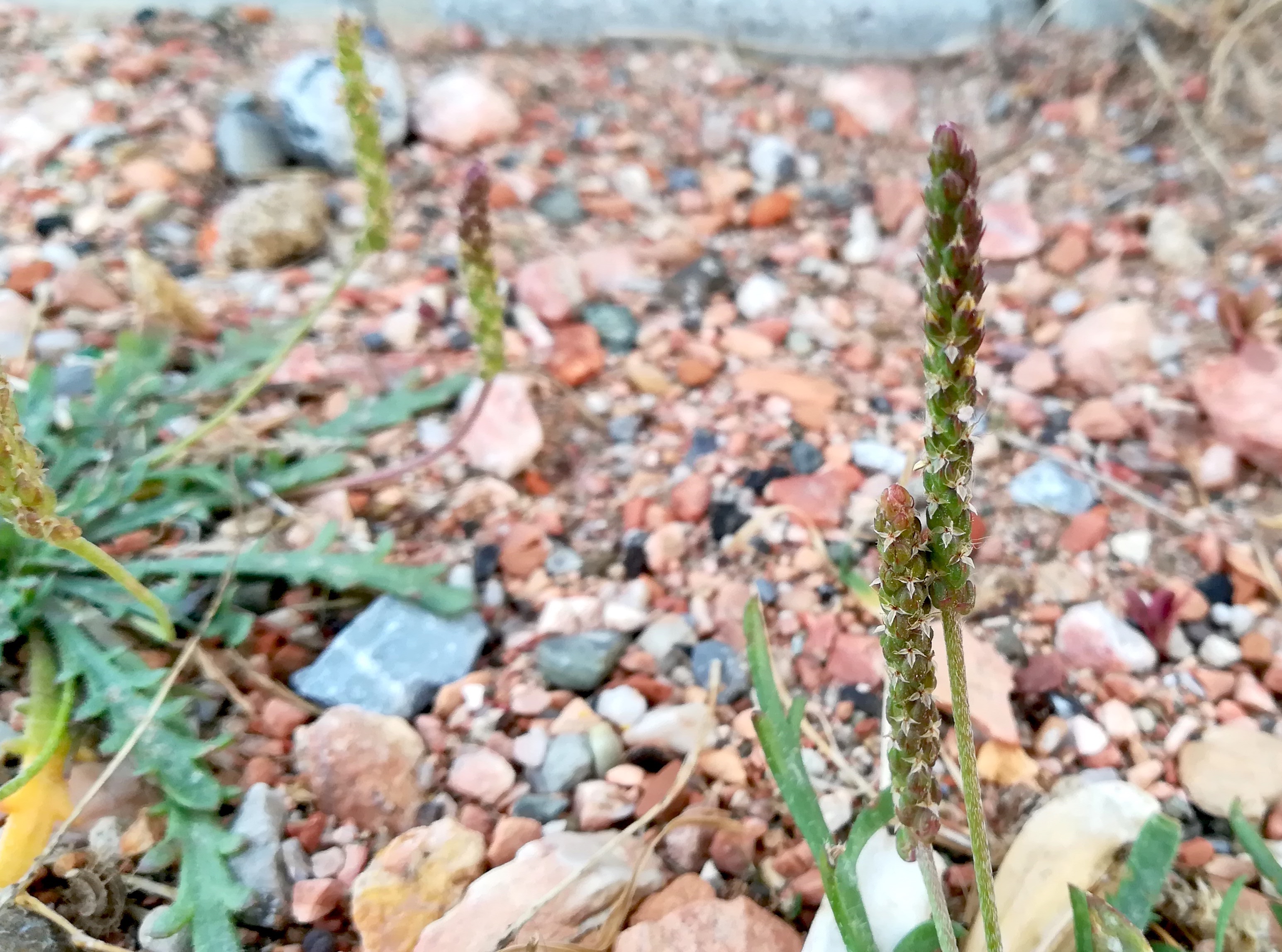 plantago coronopus livorno toskana mediterran italien_20211027_095700.jpg