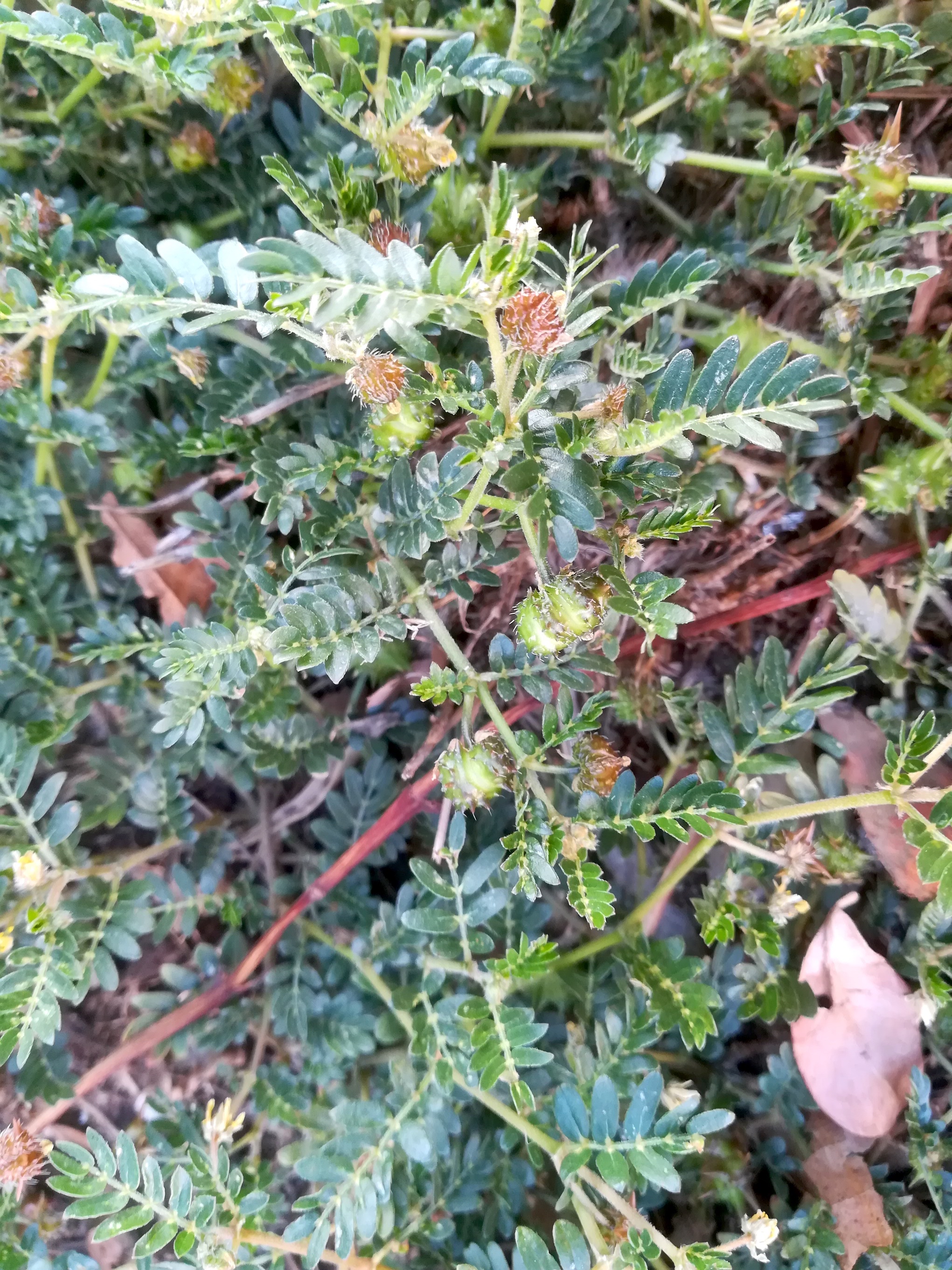 tribulus terrestris livorno toskana mediterran italien_20211029_091348.jpg