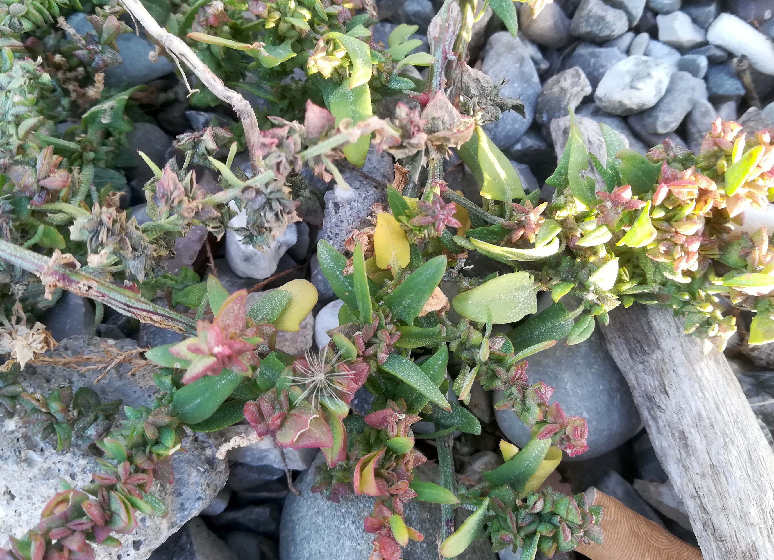 atriplex cf. prostrata s. lat. livorno toskana mediterran italien_20211028_172159.jpg