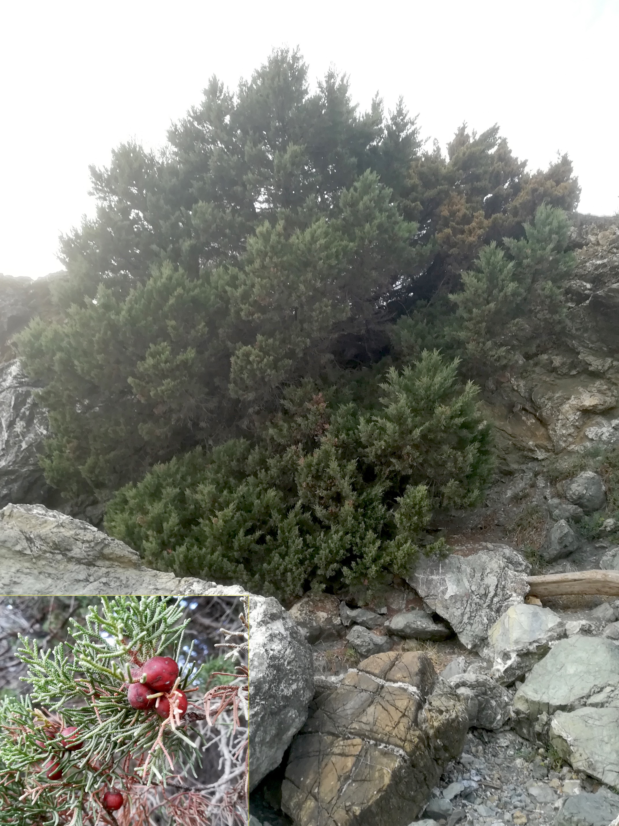 juniperus phoenicea livorno toskana mediterran italien_20211029_160839.jpg