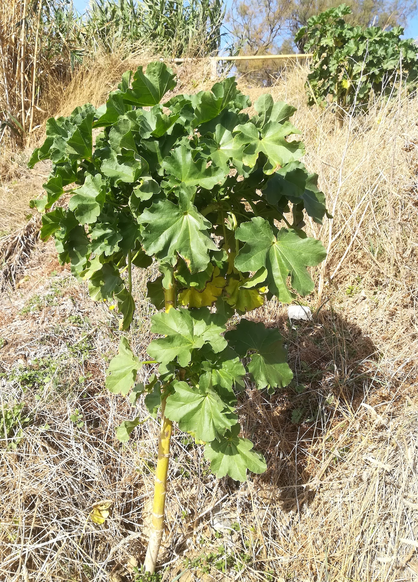 cf. malva arborea livorno toskana mediterran italien_20211028_123103.jpg