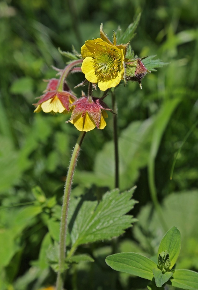 Geum sp., Senges.jpg