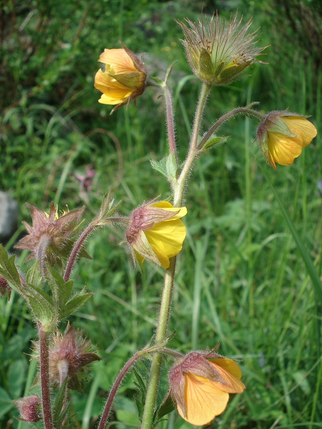 Geum.montanum x rivale.G. x sudeticum .Zenz.JPG