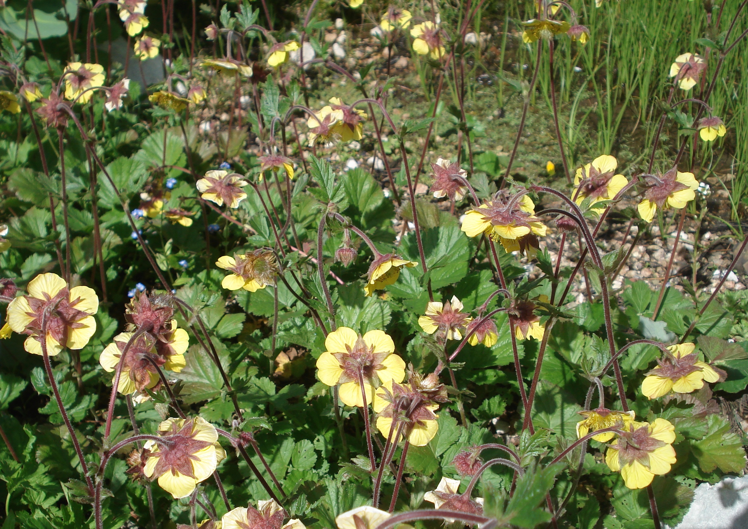 Geum.montanum x rivale.G.x sudeticum.JPG