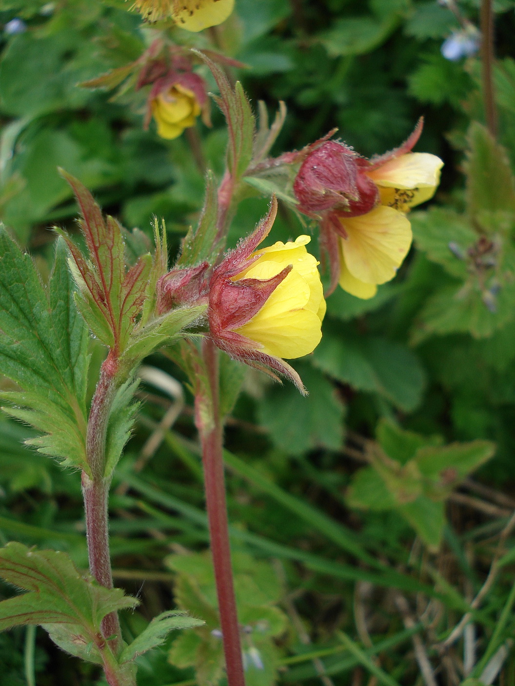 Geum.montanum x rivale.Schneealpe .12.6.11.JPG