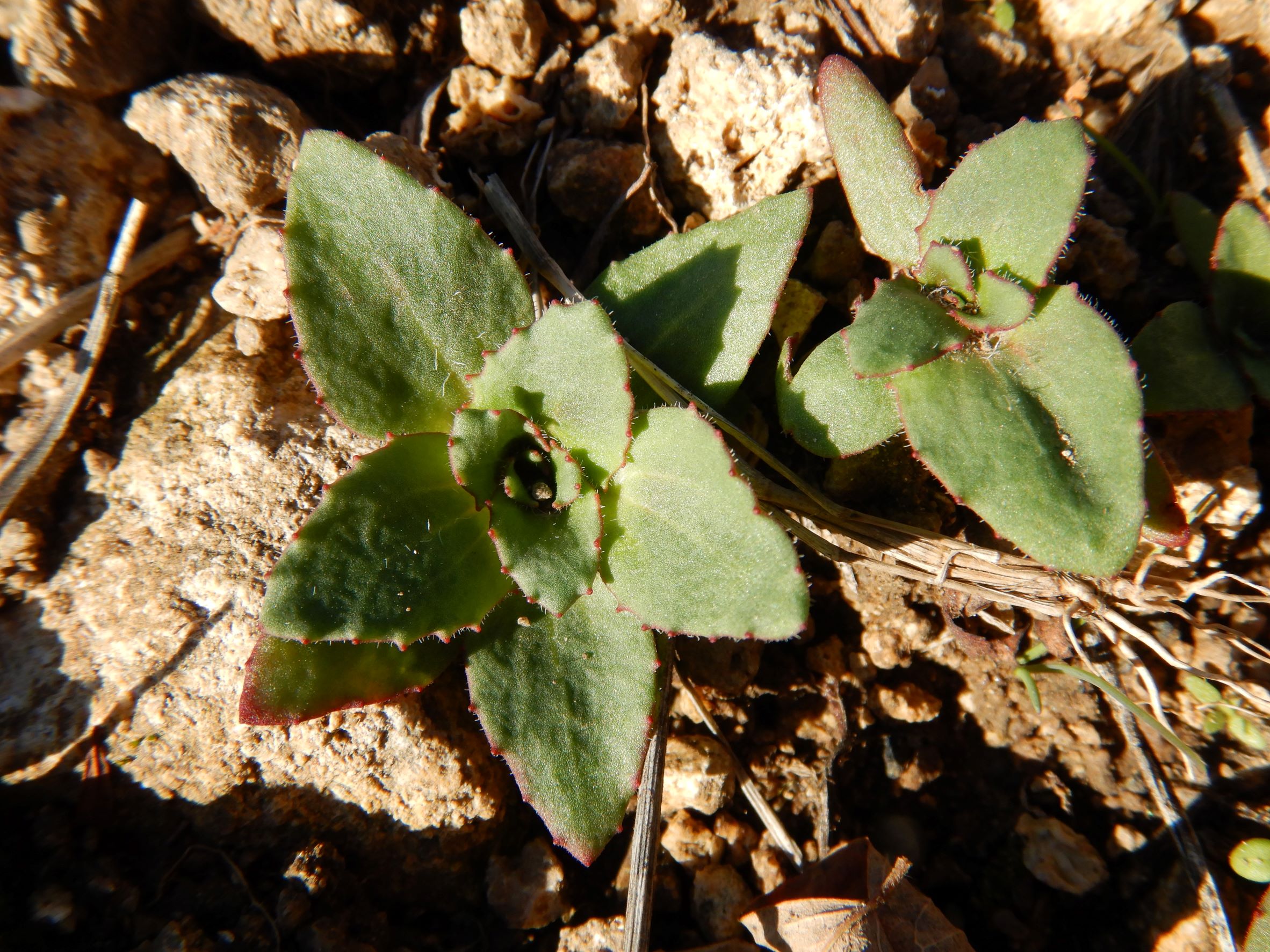 DSCN2179 androsace maxima, breitenbrunn-thenau, 2021-11-05.JPG