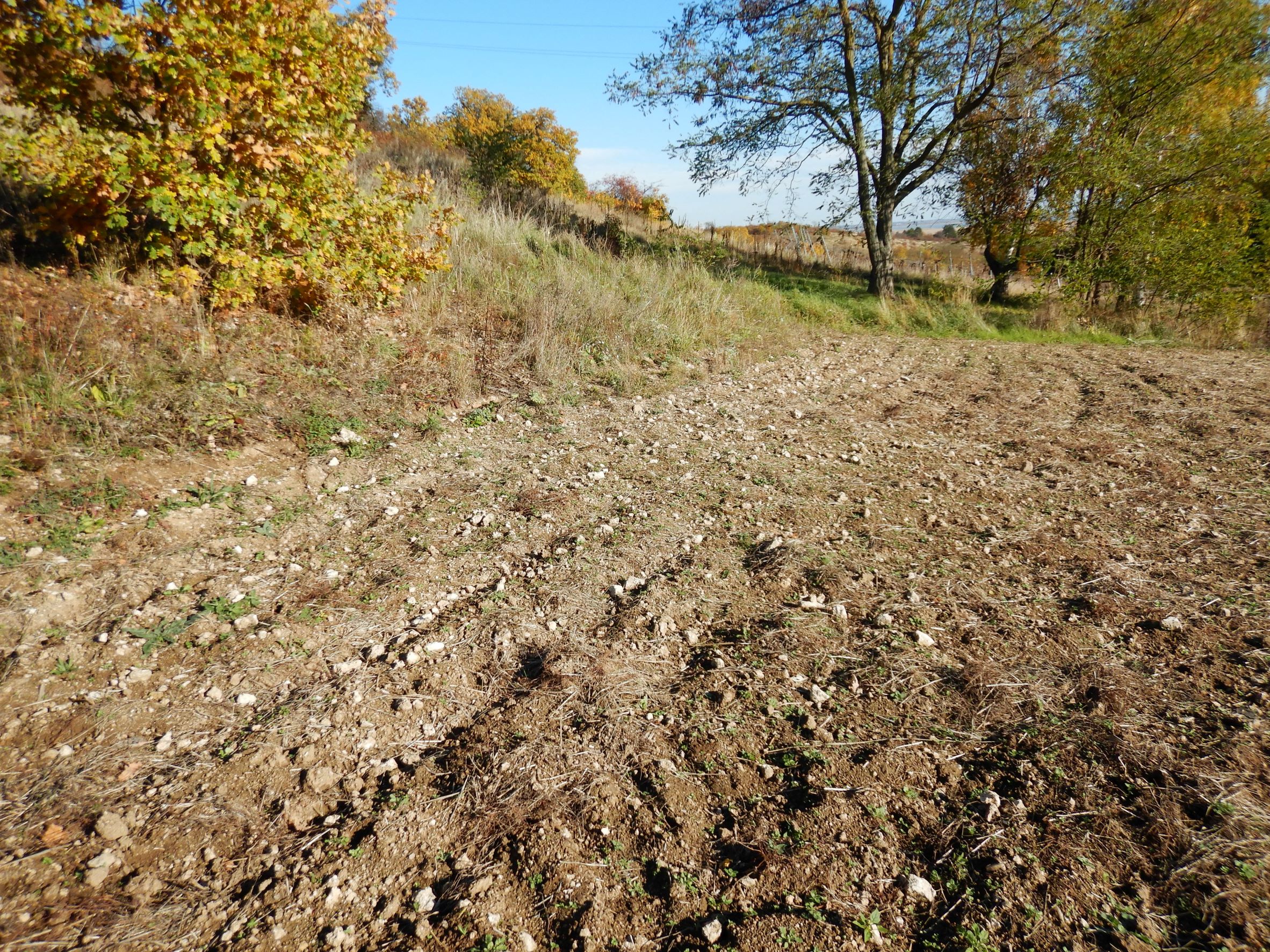 DSCN2181 androsace maxima-habitat, breitenbrunn-thenau, 2021-11-05.JPG