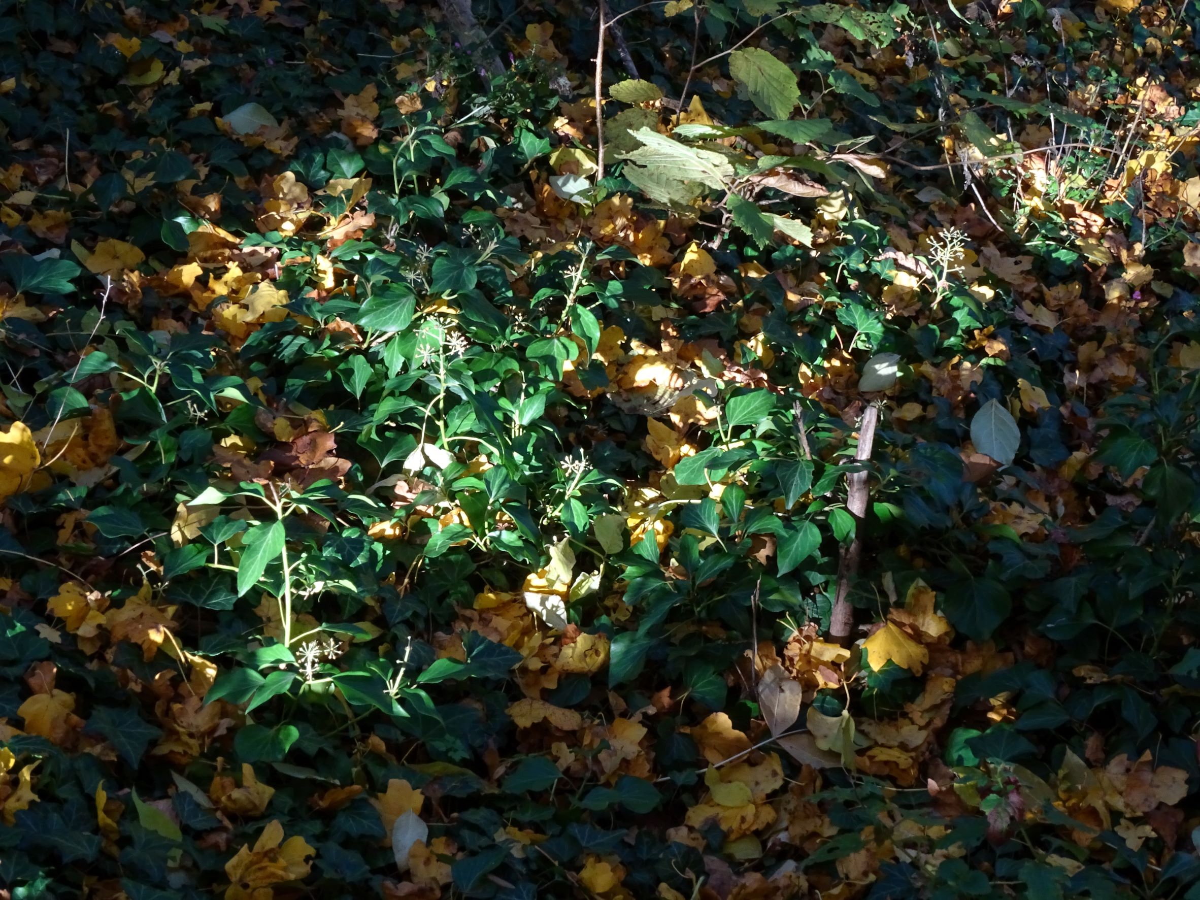 DSC04444 hedera cf. helix, breitenbrunn-thenau, 2021-11-05.JPG