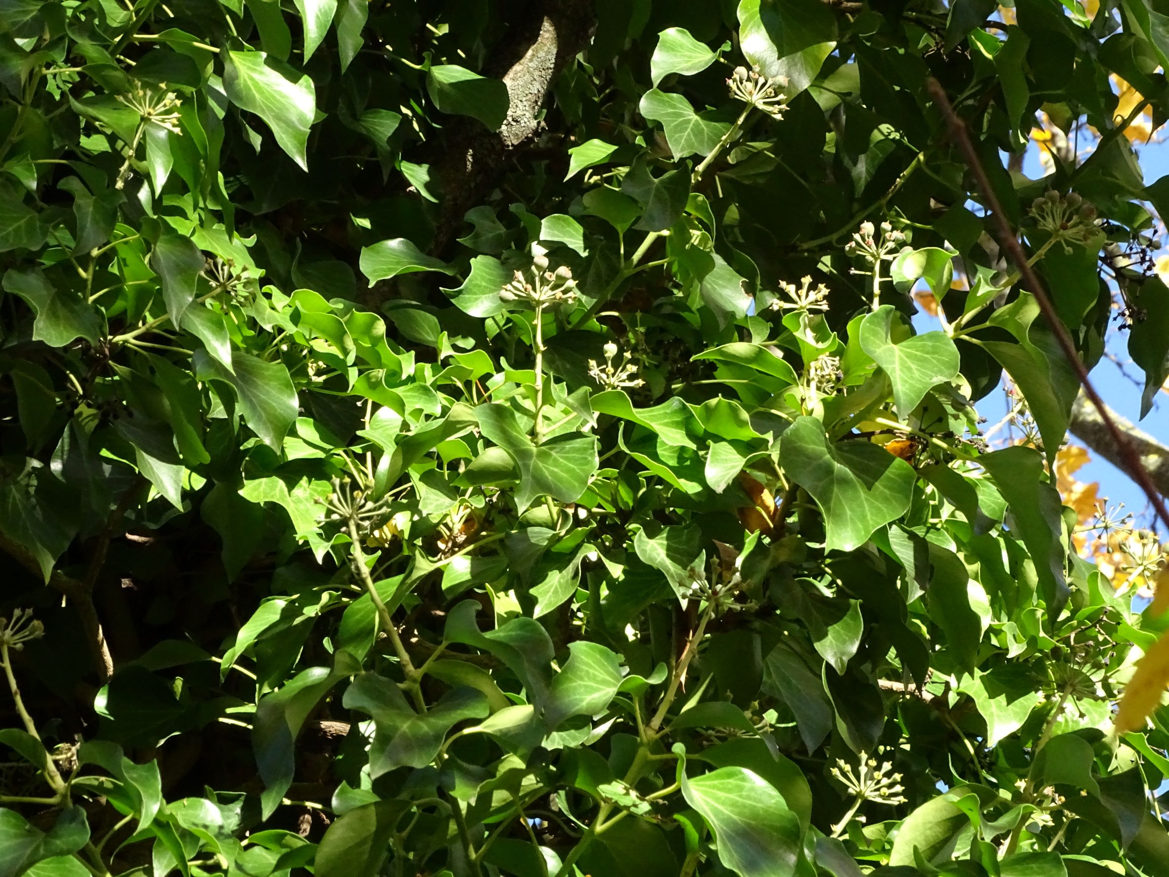 DSC04450 hedera cf. helix, breitenbrunn-thenau, 2021-11-05.JPG