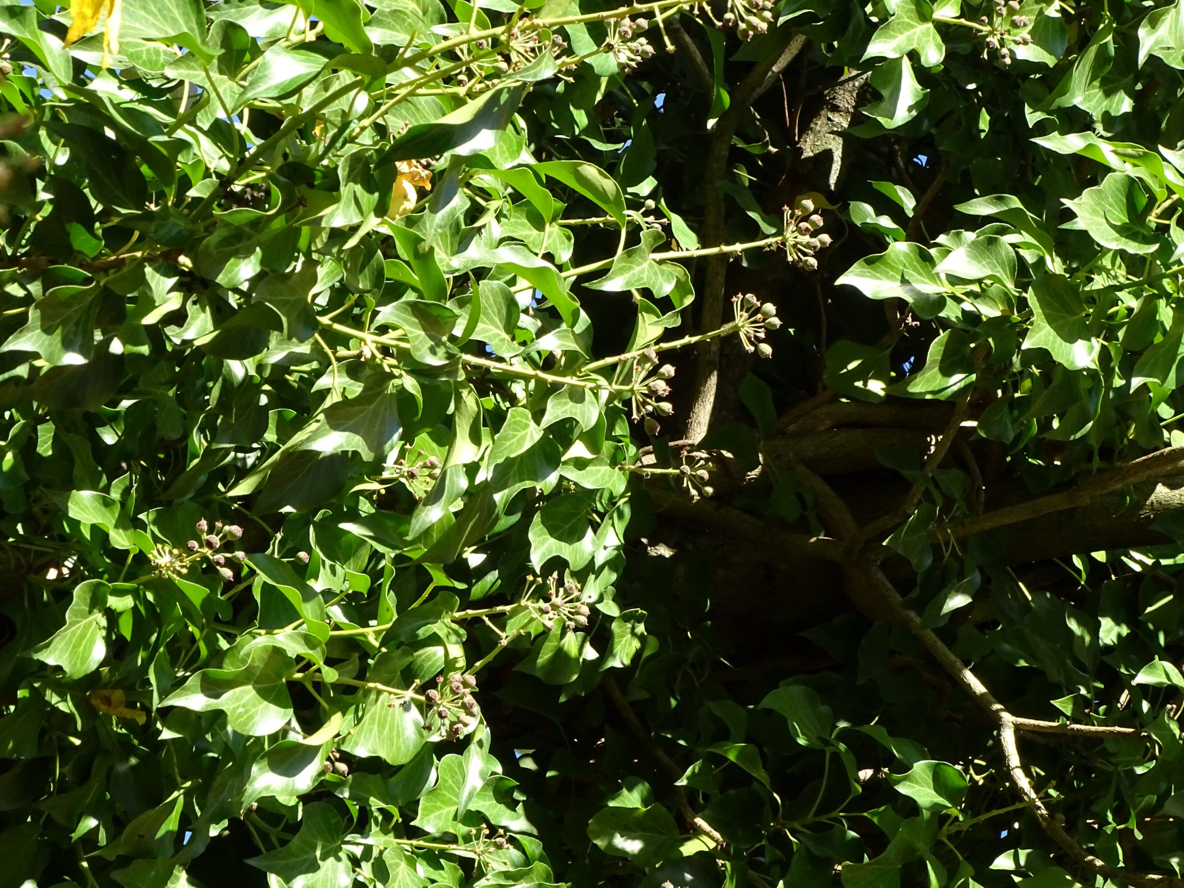 DSC04462 hedera cf. helix, breitenbrunn-thenau, 2021-11-05.JPG