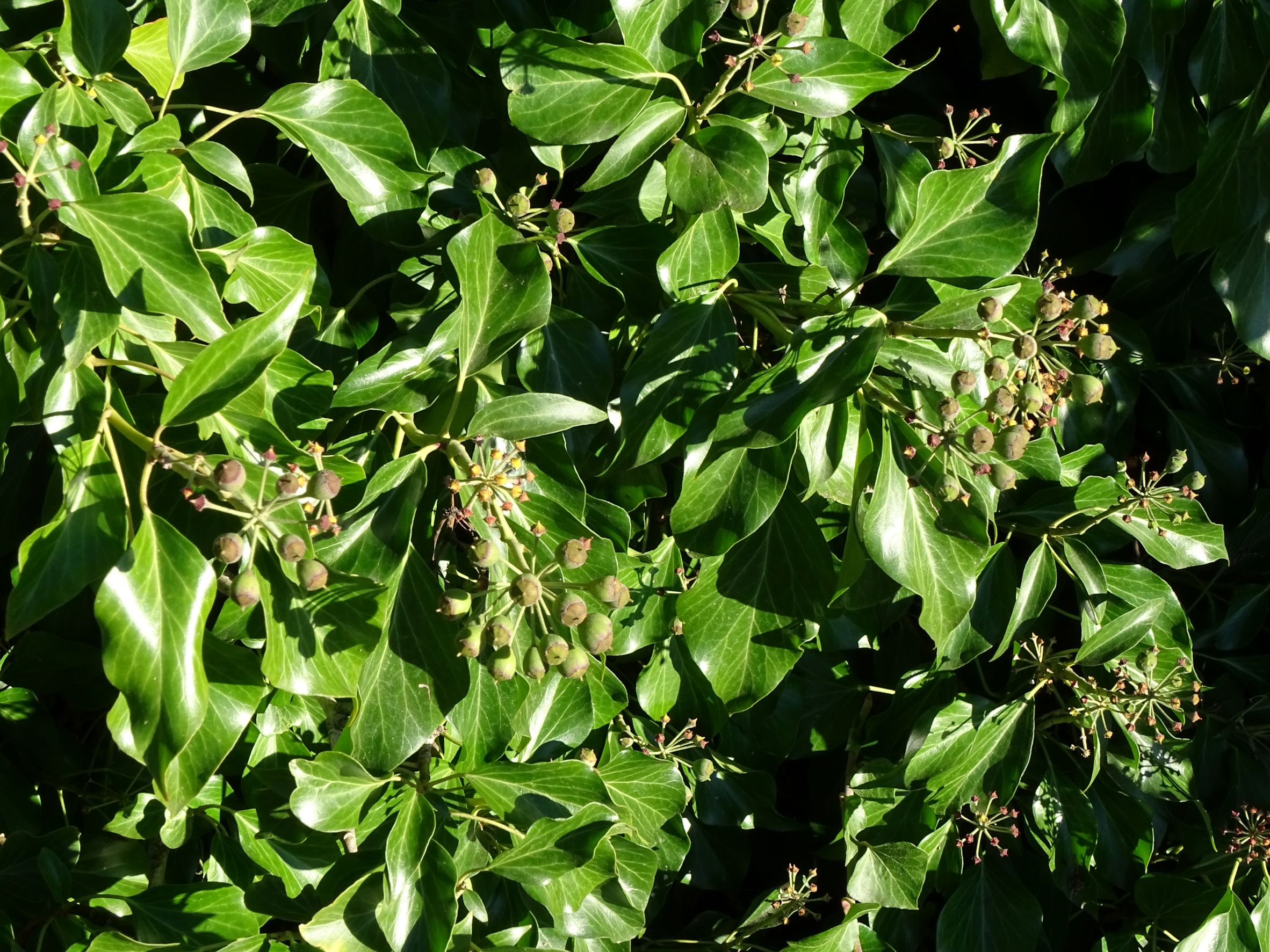 DSC04469 hedera cf. helix, breitenbrunn-thenau, 2021-11-05.JPG