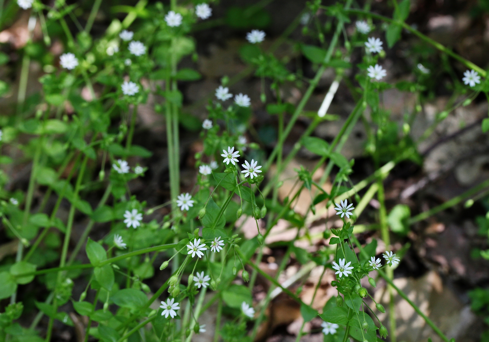 Stellaria neglecta (1), Frangart_(1600_x_1200).jpg