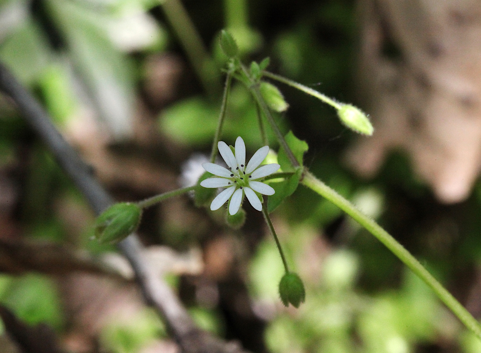 Stellaria neglecta (2), Frangart_(1600_x_1200).jpg