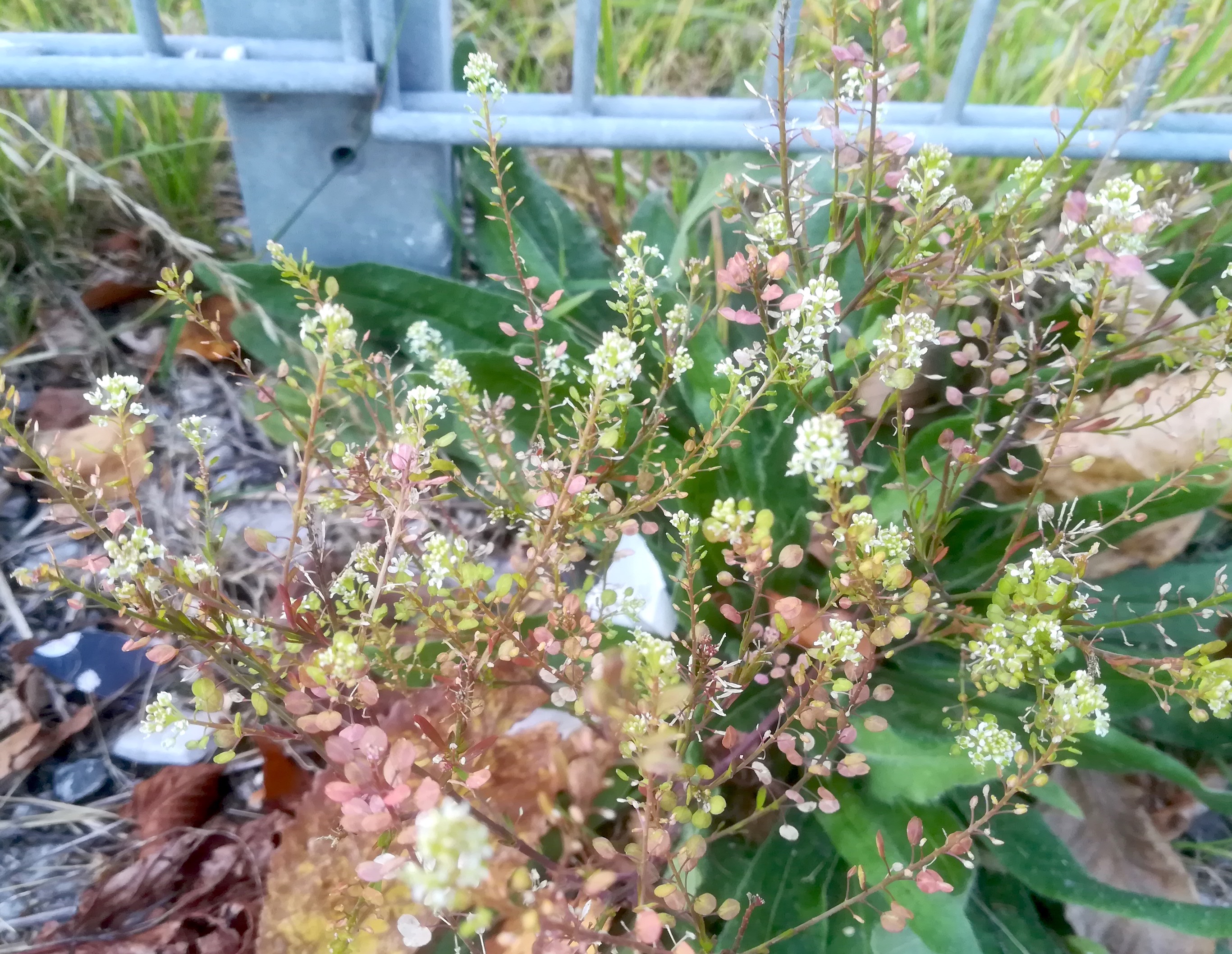 lepidium cf. ruderale nahe bhf vöcklabruck_20211105_161043.jpg