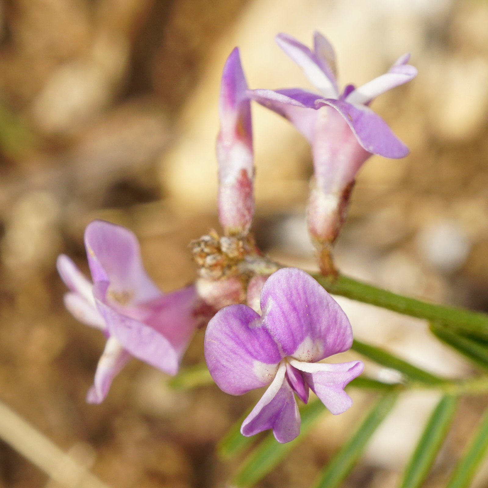 211106_Astragalus austriacus_Thenau.JPG