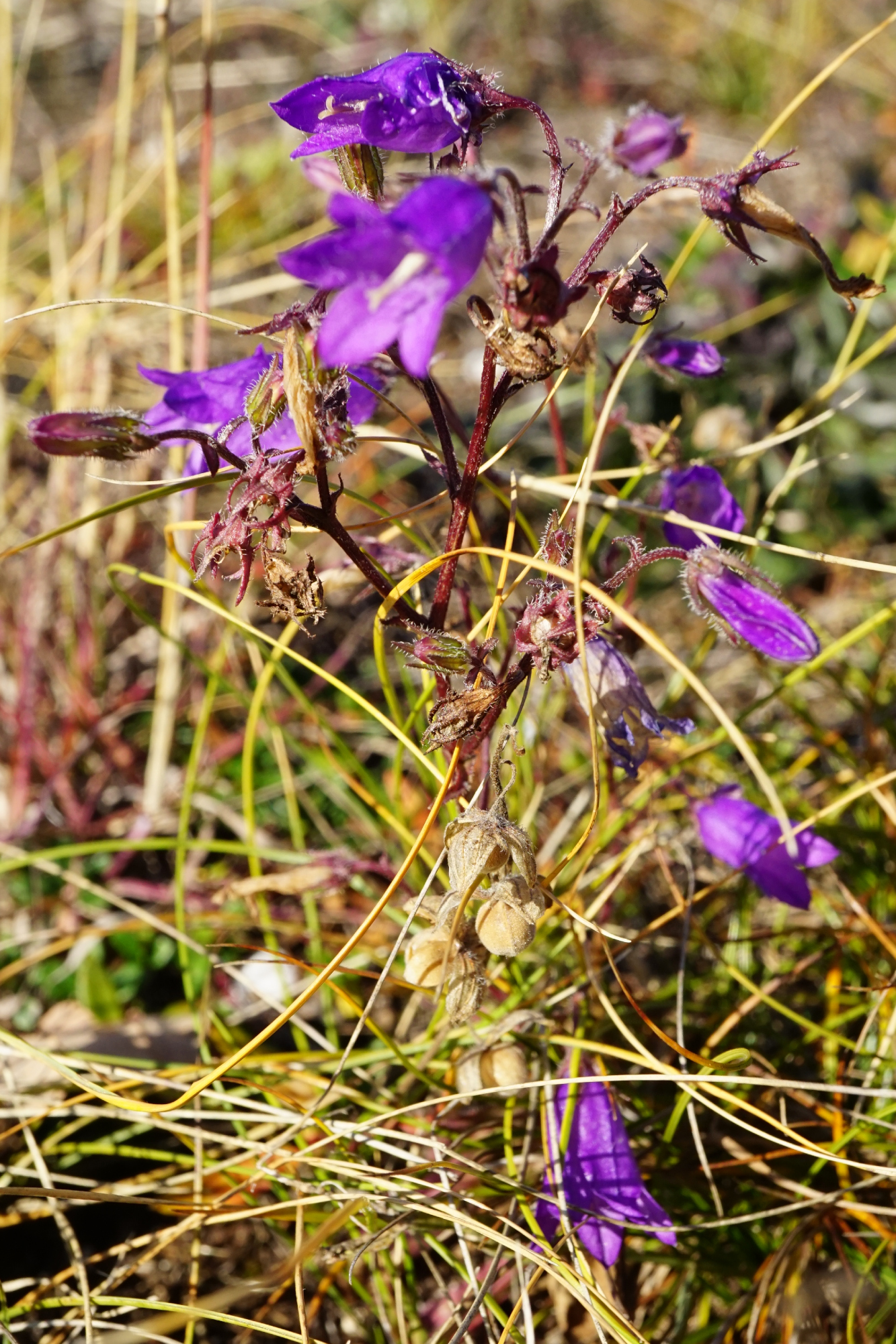 211106_Campanula sibirica_Thenau.JPG