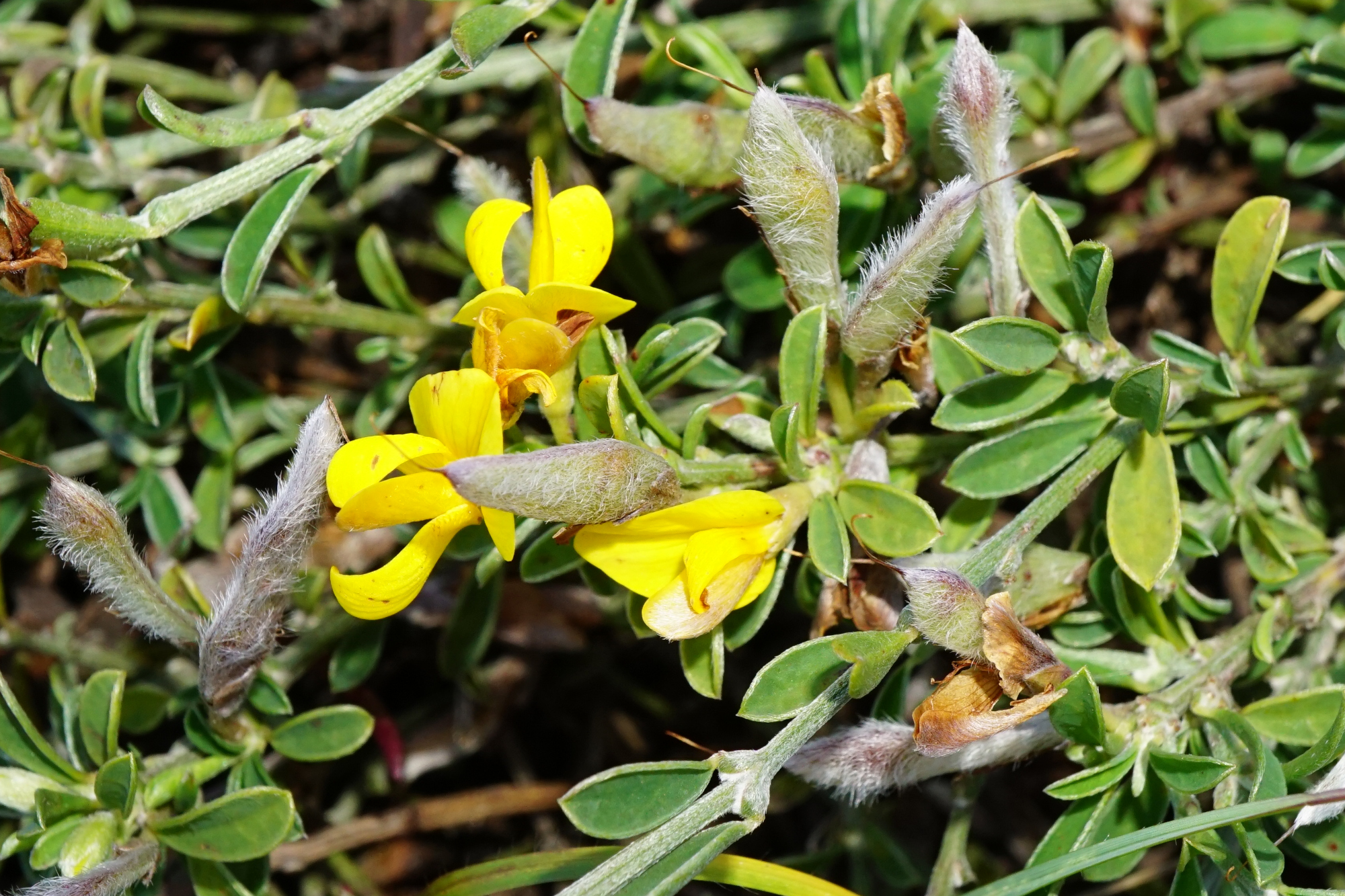 211106_Genista pilosa_Thenau.JPG