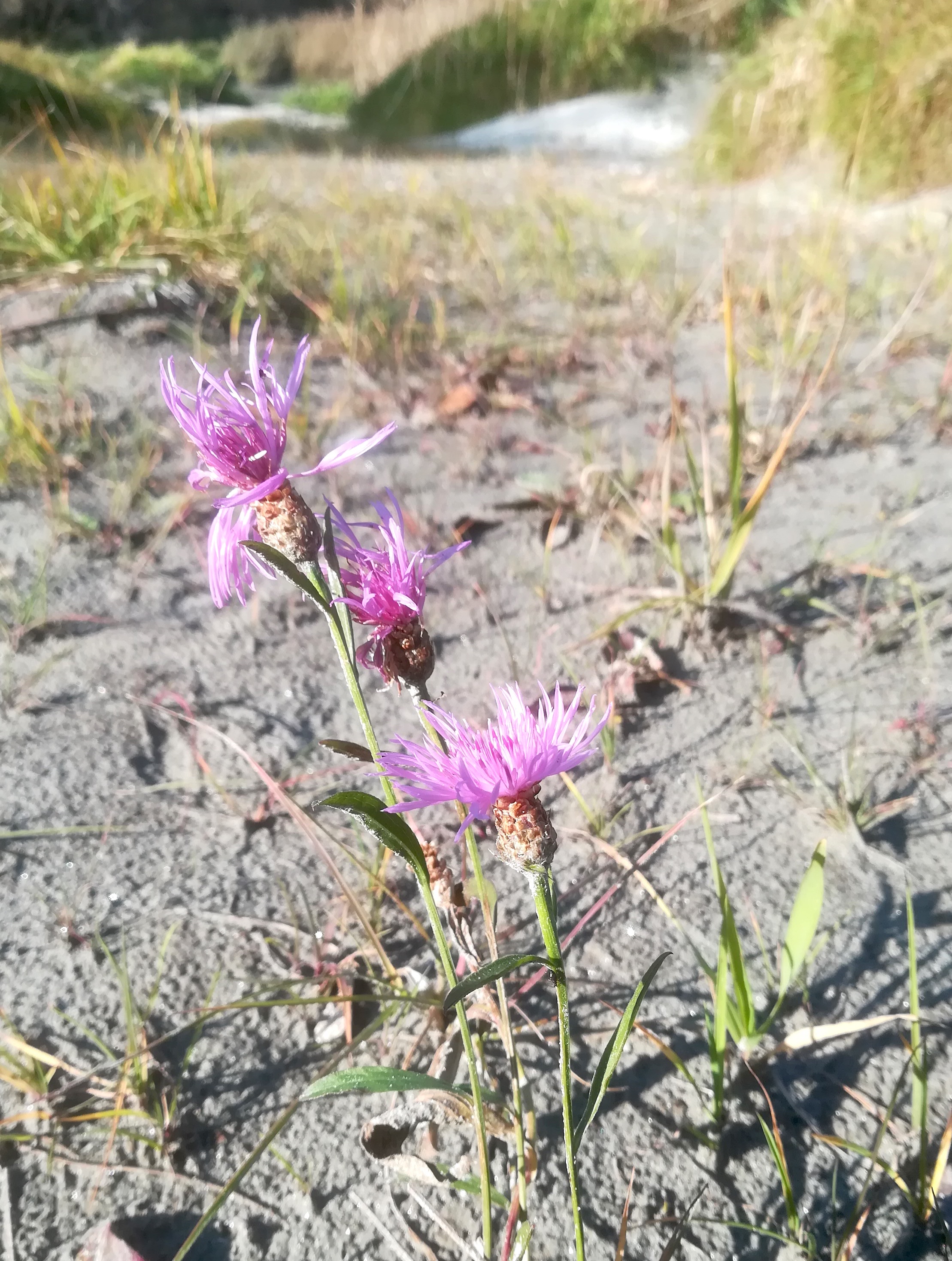 centaurea jacea donauauen schönau_20211107_110748.jpg