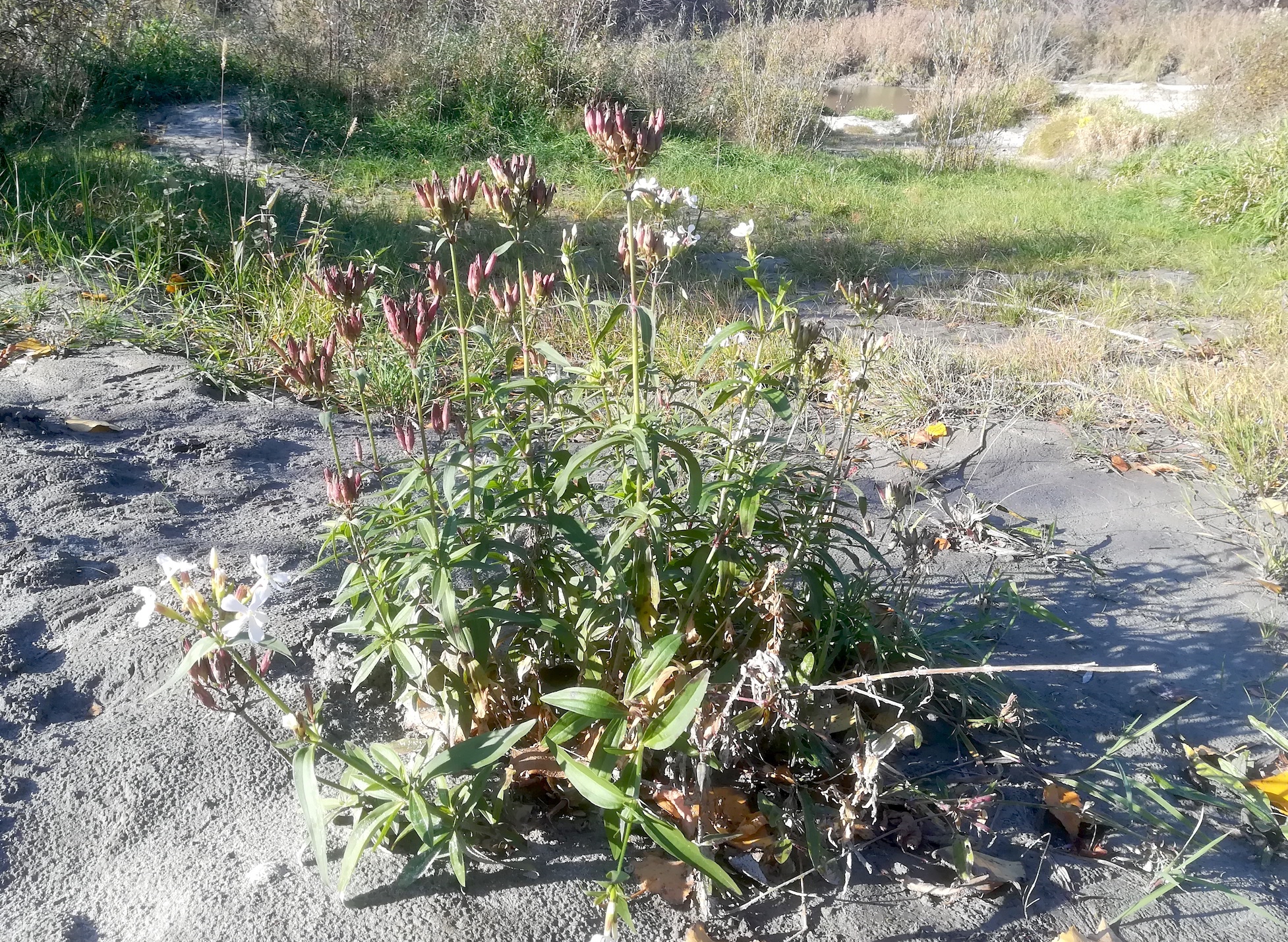 saponaria officinalis donauauen schönau_20211107_110423.jpg