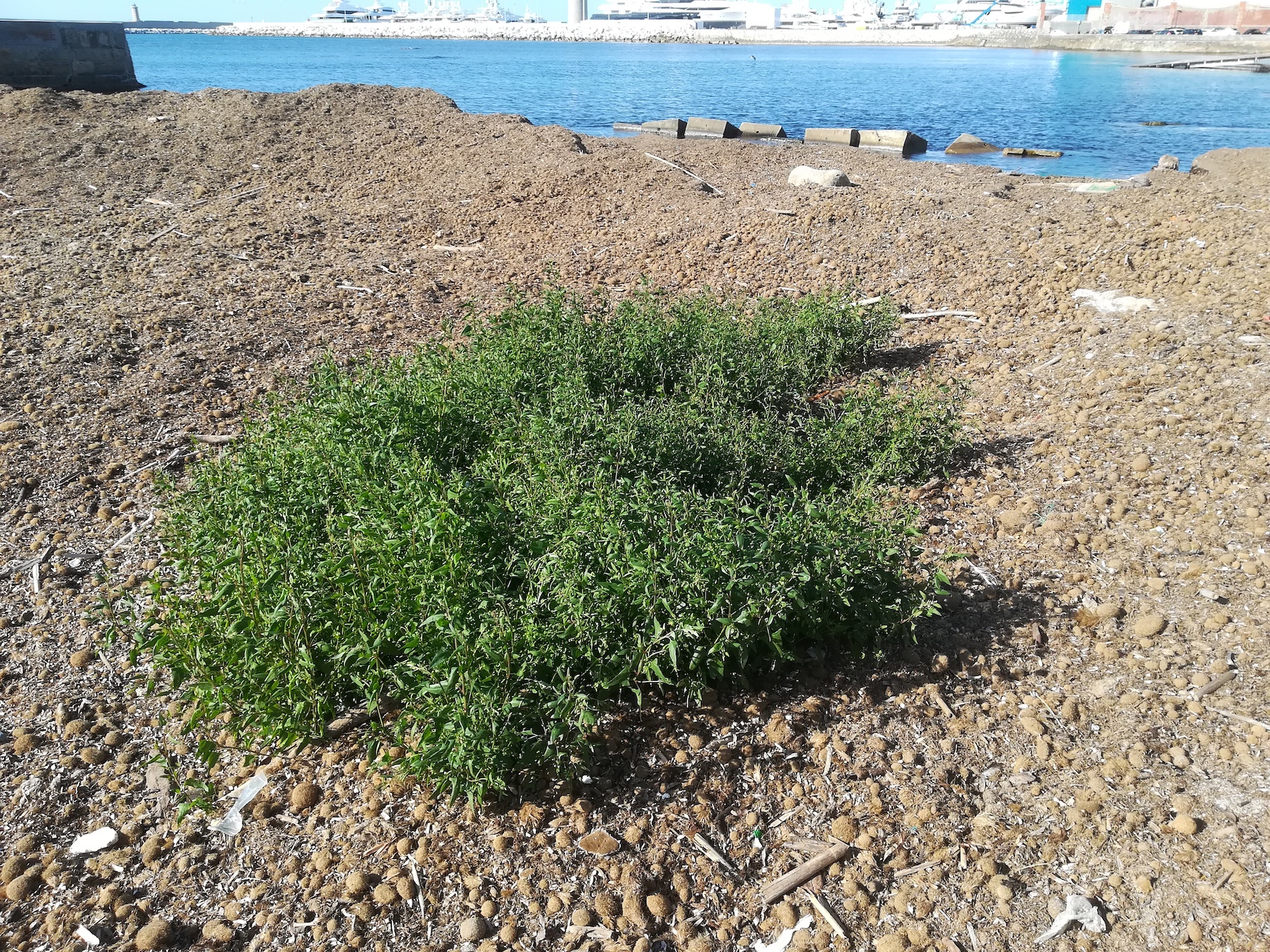 posidonia oceanica seebälle bänke livorno toskana mediterran italien_20211027_142226.jpg