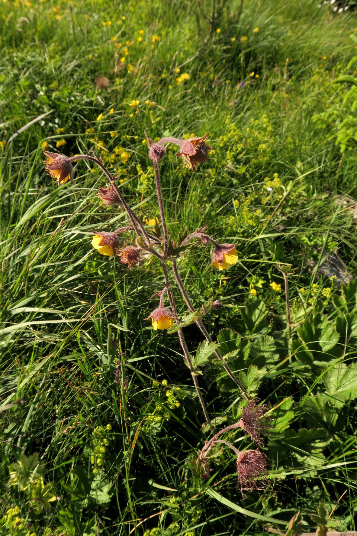 07.06 und 07 Rax Geum montanum Berg-Nelkenwurz, Rax StrRd Ri Ottohaus 06.07.2021 C5X (7).JPG