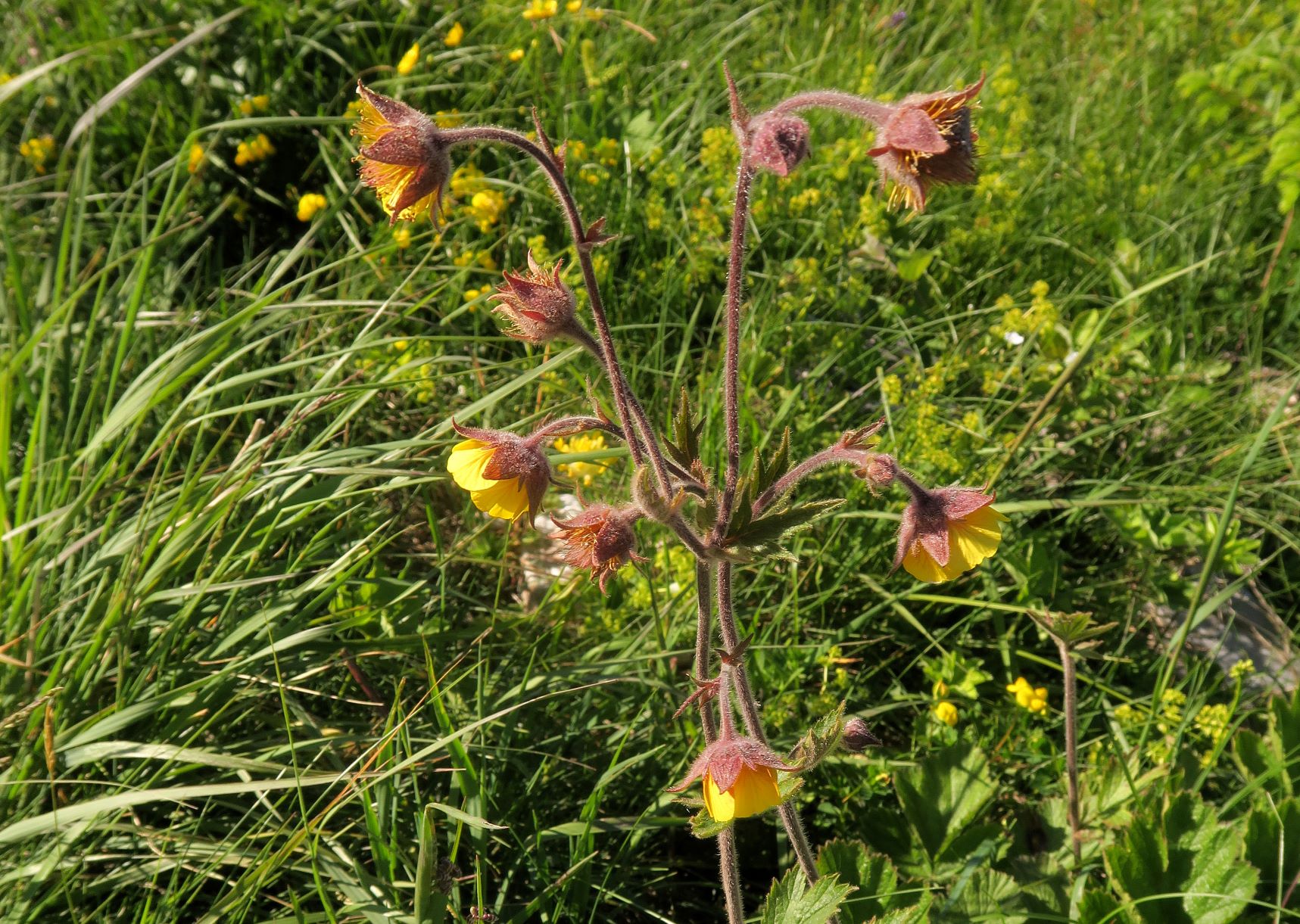 07.06 und 07 Rax Geum montanum Berg-Nelkenwurz, Rax StrRd Ri Ottohaus 06.07.2021 C5X (8).JPG