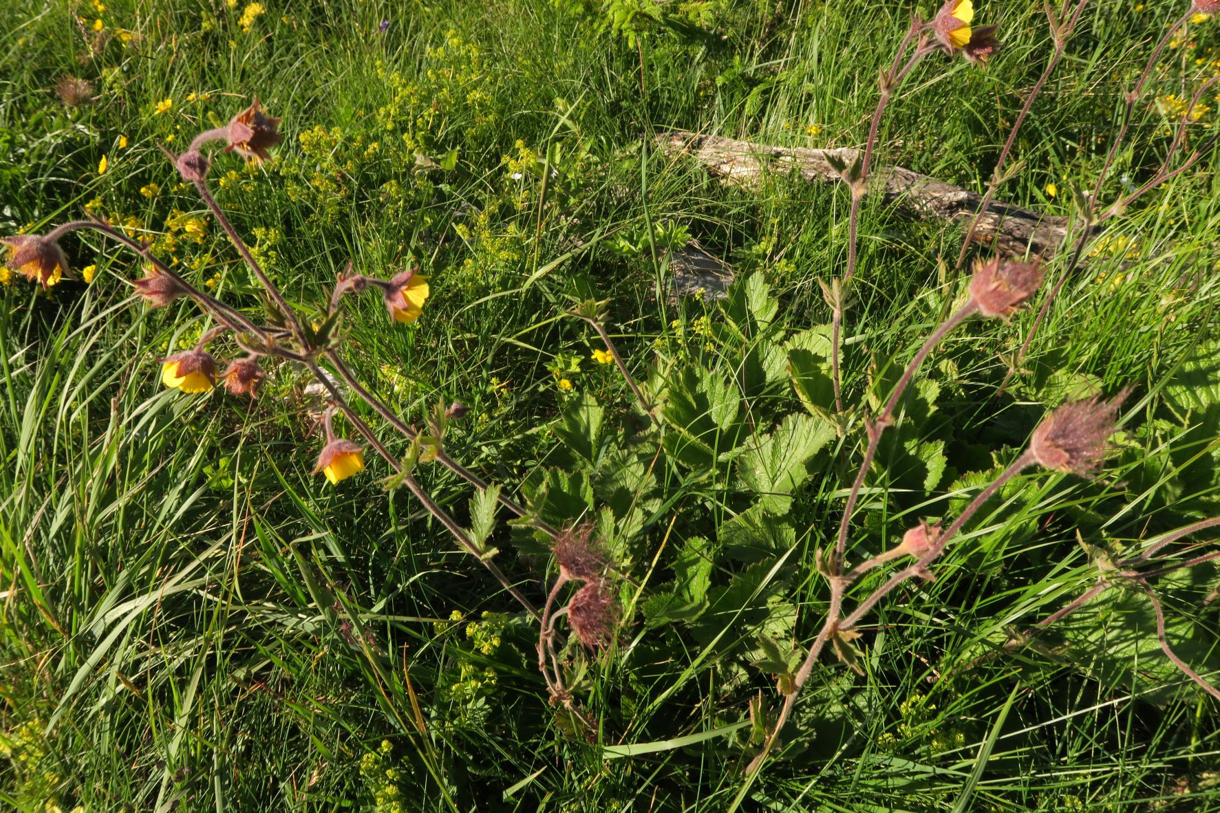 07.06 und 07 Rax Geum montanum Berg-Nelkenwurz, Rax StrRd Ri Ottohaus 06.07.2021 C5X (9).JPG