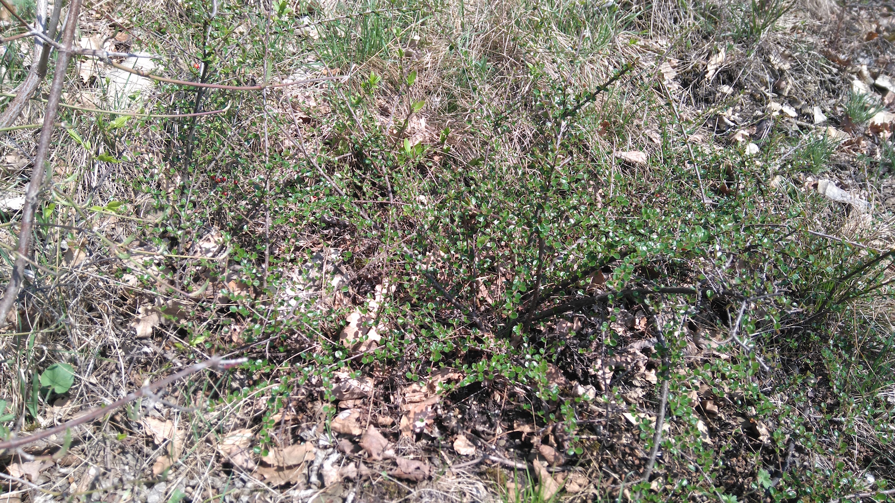 cotoneaster integerrimus bisamberg_7841.JPG