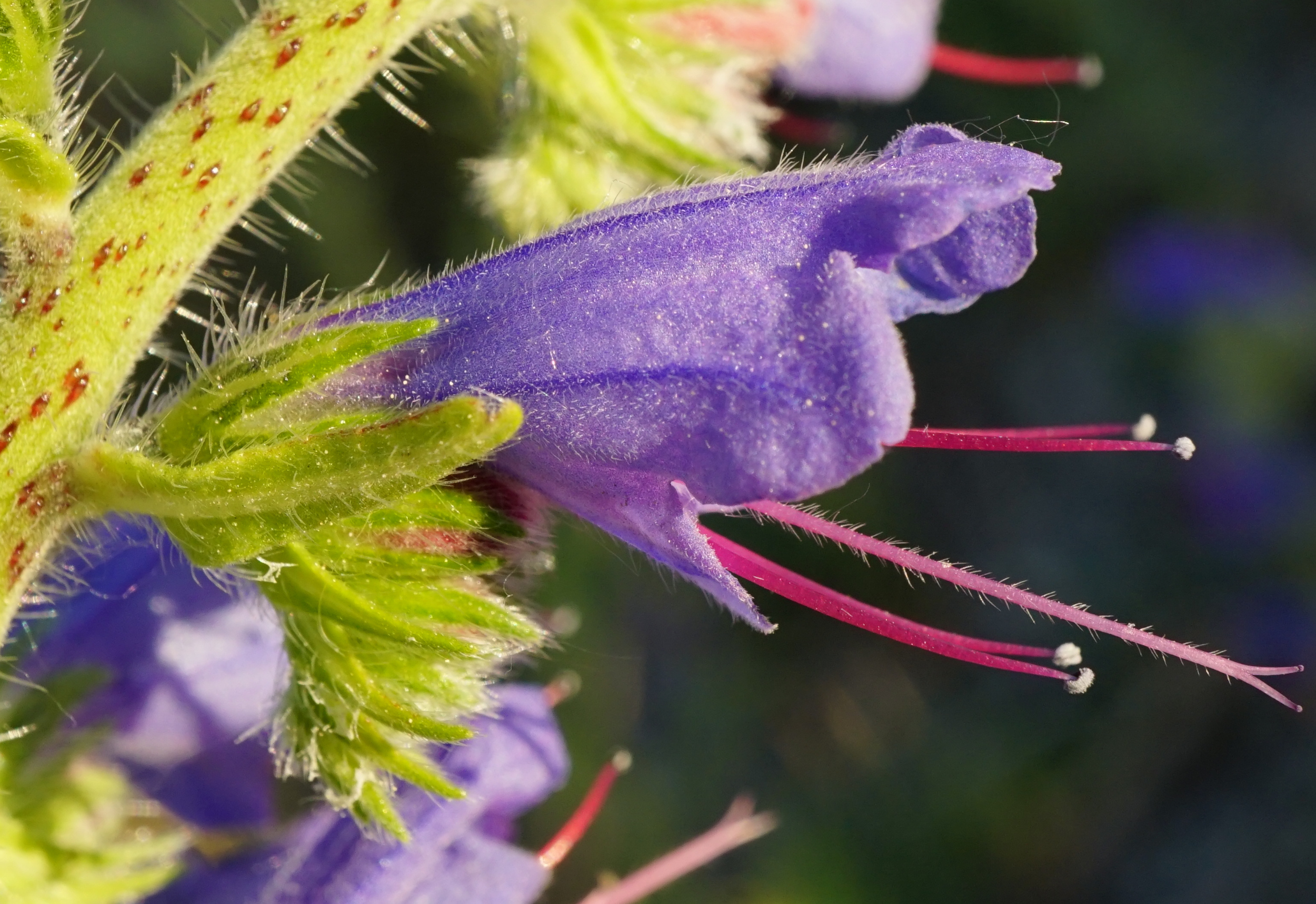 200512_Echium vulgare_Frauenkirchen.JPG