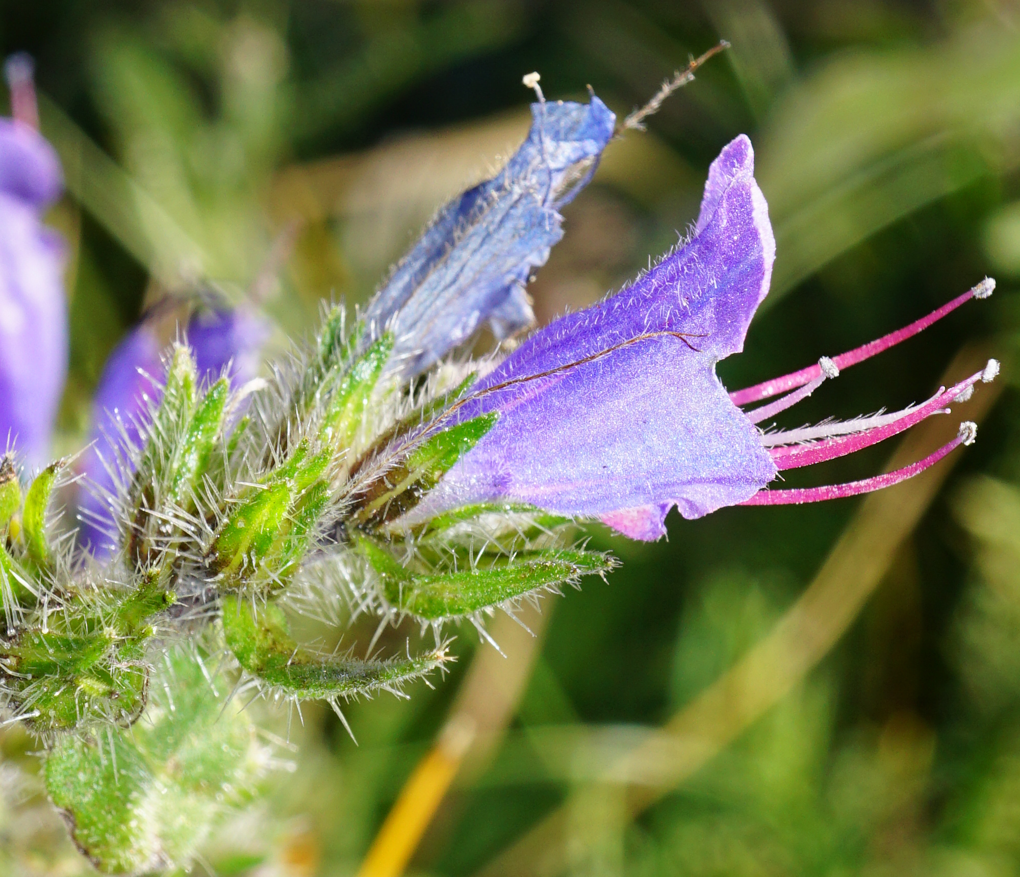 211020_Echium vulgare_Hohe Wand.JPG