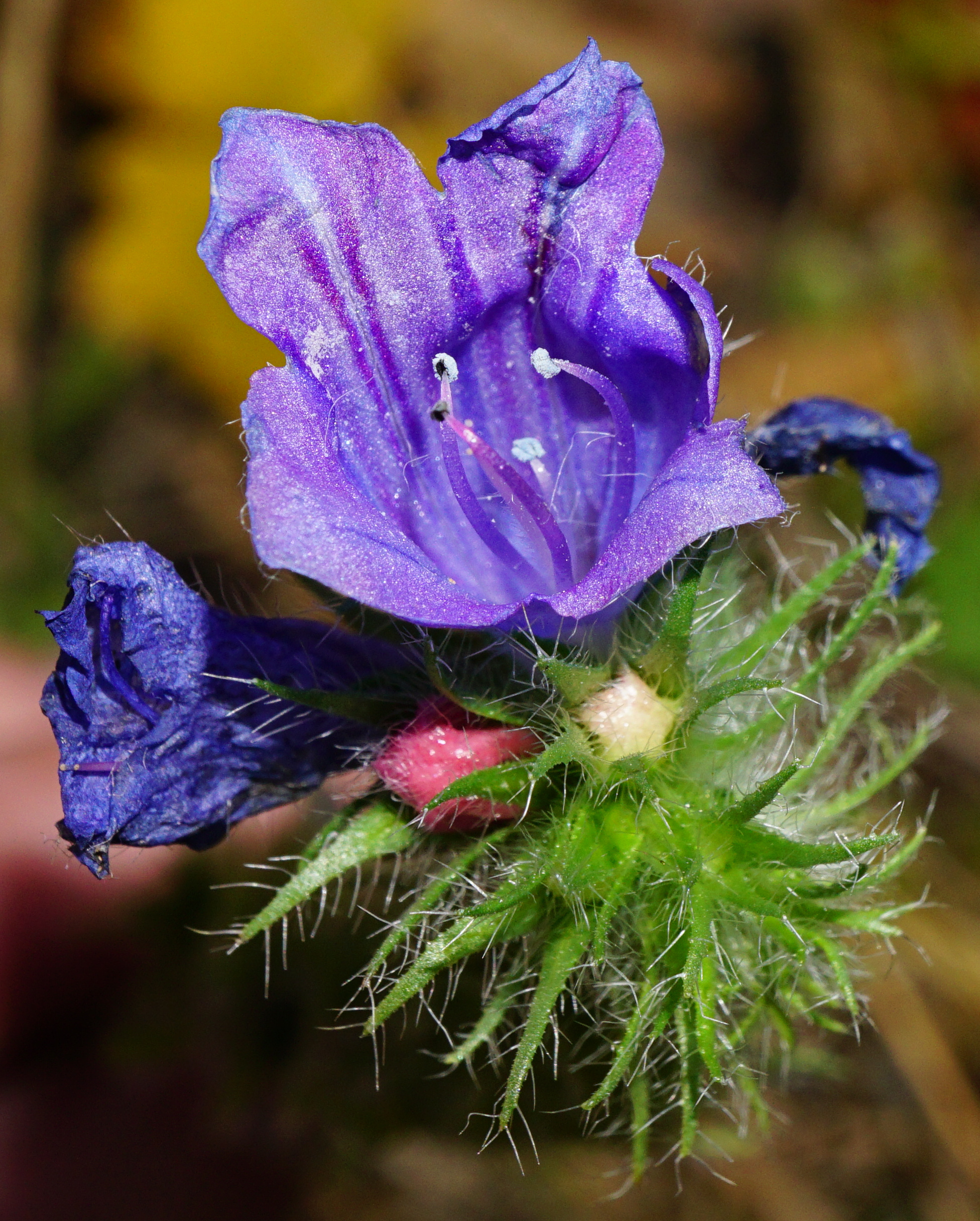 211104_Echium plantagineum_Friedhof Meidling_A.JPG