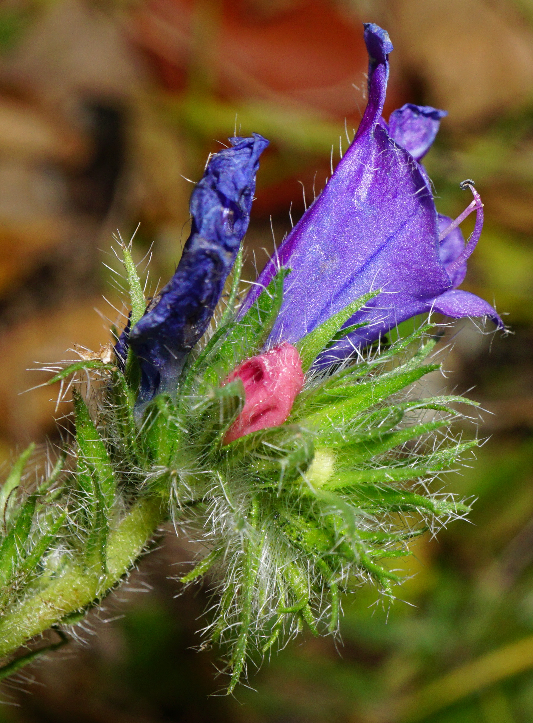 211104_Echium plantagineum_Friedhof Meidling_B.JPG