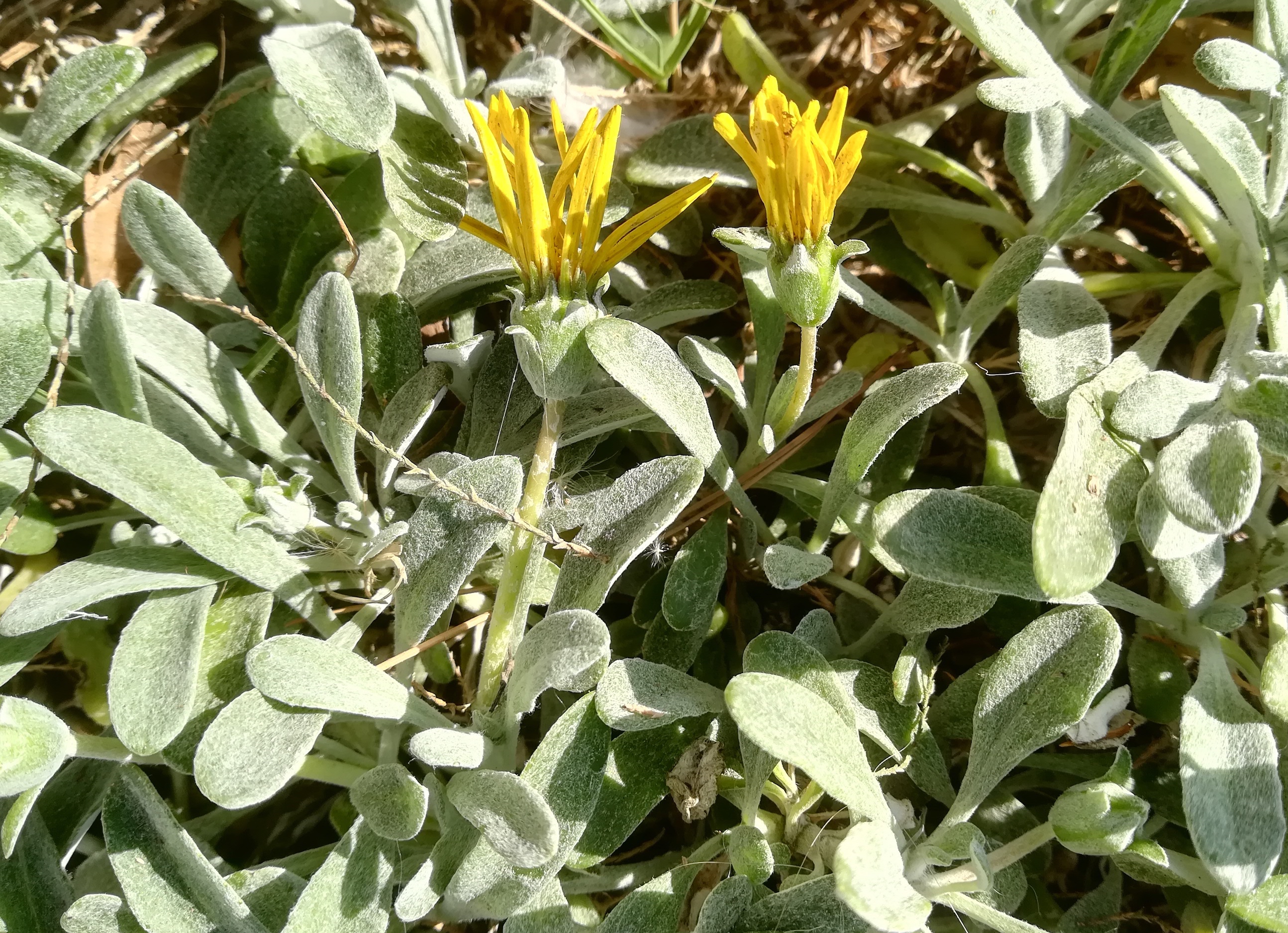 cf. pallenis maritima ev. kult. livorno toskana mediterran italien_20211027_152130.jpg