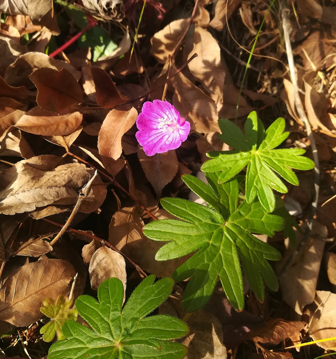 Geranium sanguineum, Zirl_(1600_x_1200).jpg