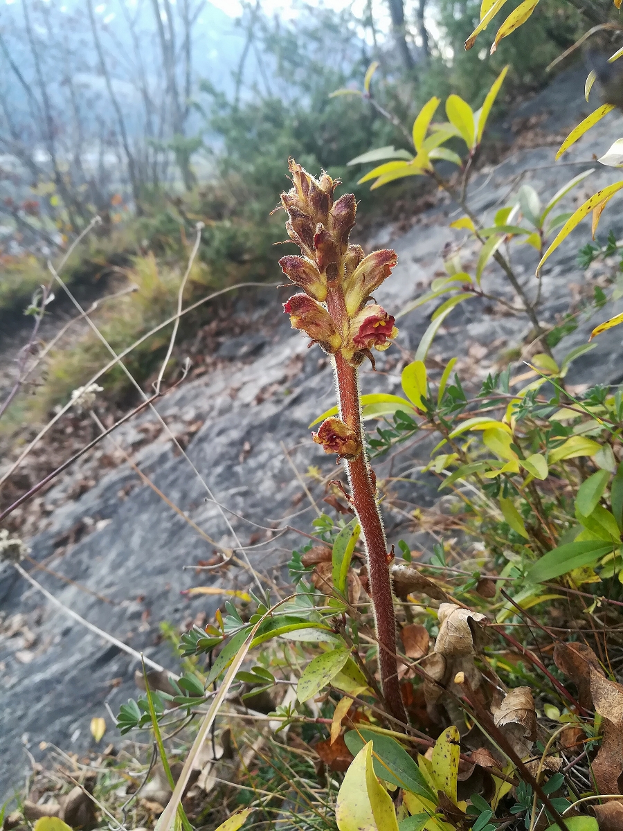 Orobanche gracilis, Zirl_(1600_x_1200).jpg