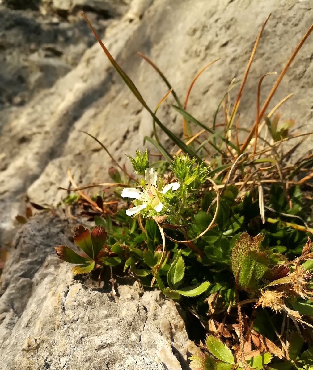 Potentilla caulescens, Zirl_(1600_x_1200).jpg