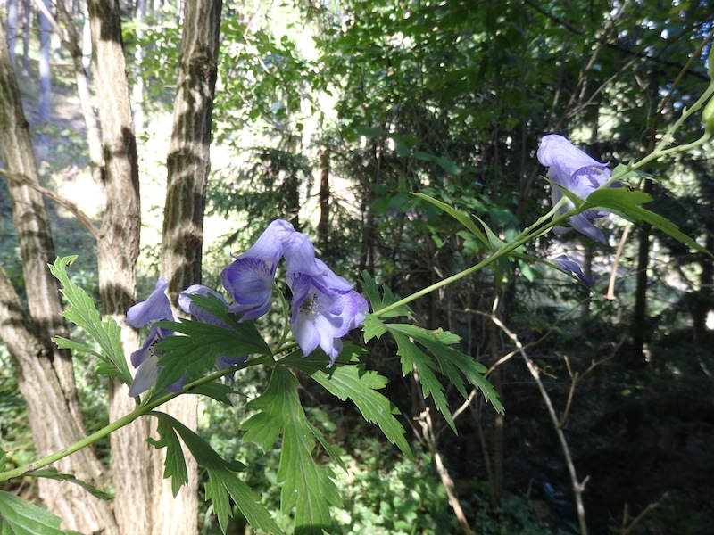 Aconitum_cf_carmichaelii1.JPG