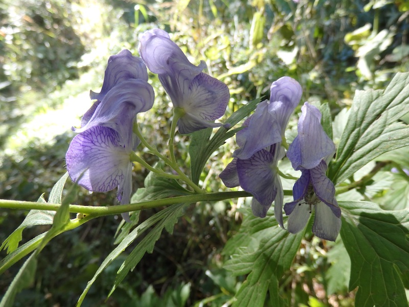 Aconitum_cf_carmichaelii2.JPG