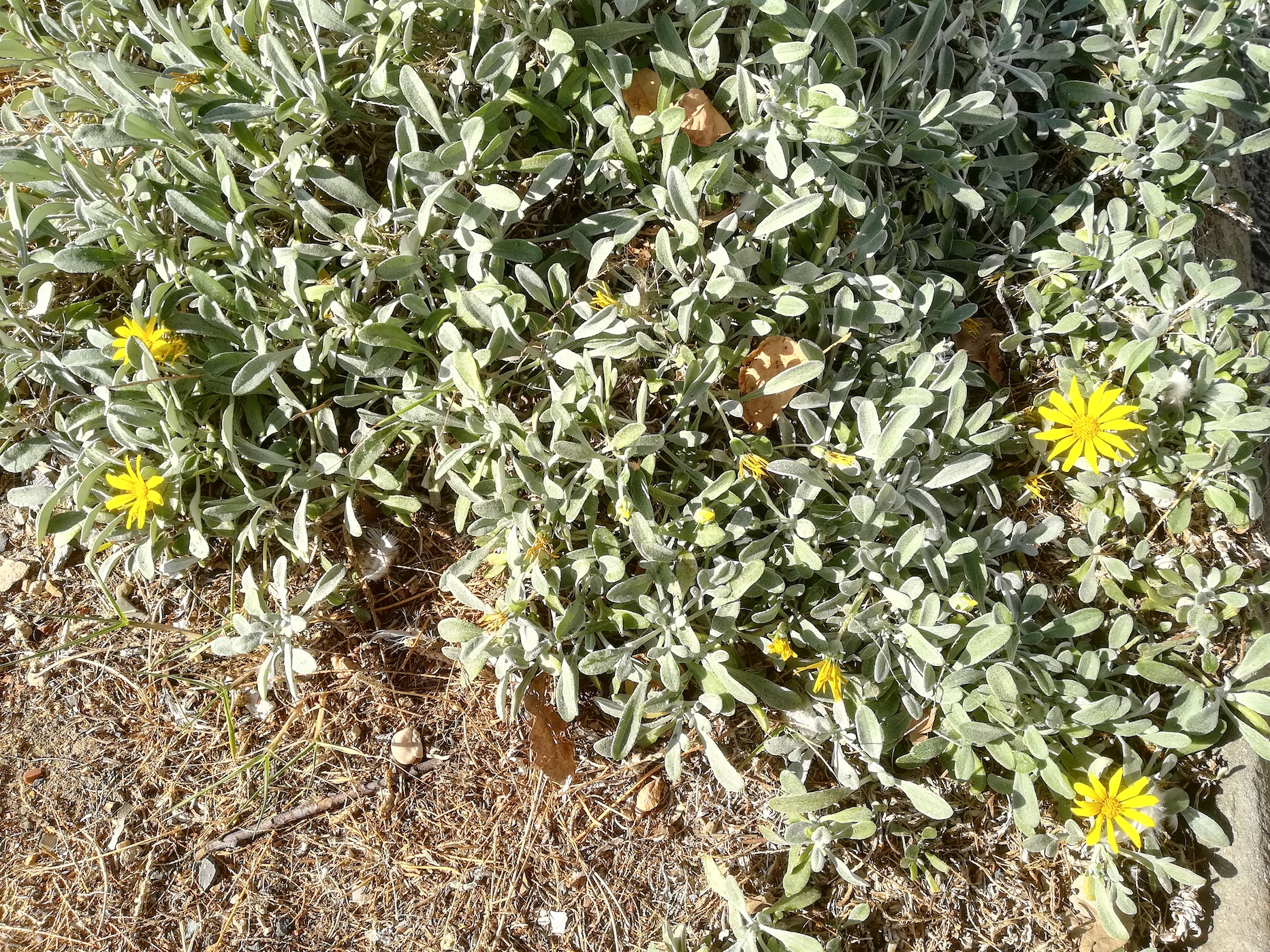 asteraceae sp. ev. kult. livorno toskana mediterran italien_20211027_152112 Kopie 2.jpg