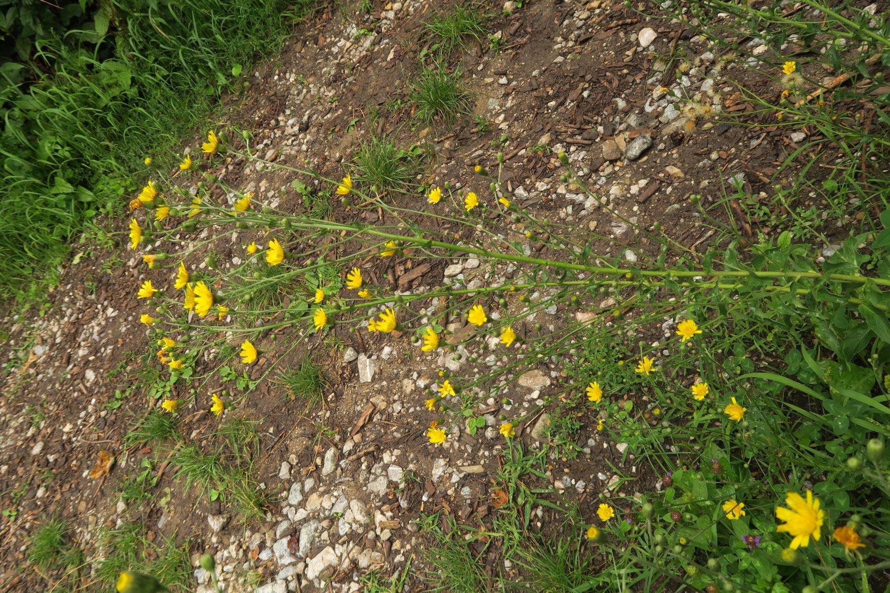 08.18 Kahlenberg Waldbachsteig Kahlenbergerdorf Asteracea unbestimmt, WrWld Waldbachsteig bei Elisabethwiese 18.08.2020 C5X (2).JPG