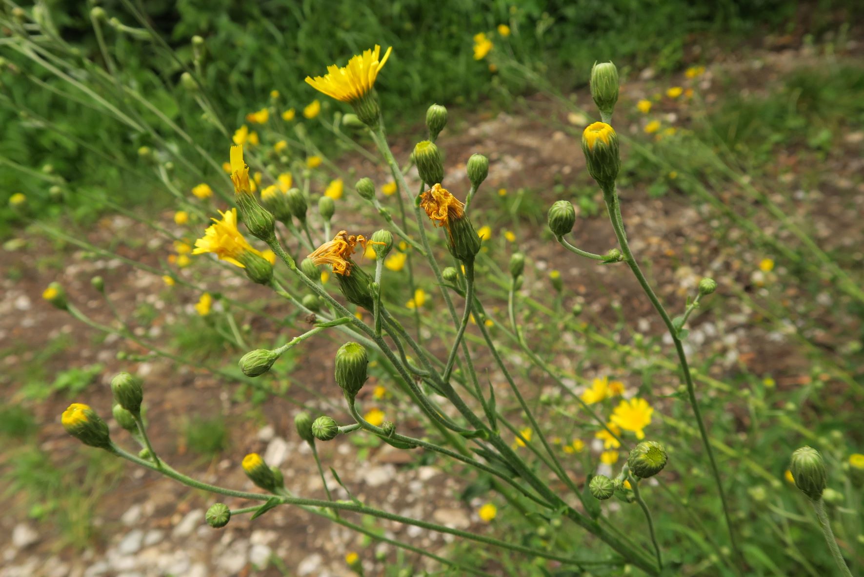 08.18 Kahlenberg Waldbachsteig Kahlenbergerdorf Asteracea unbestimmt, WrWld Waldbachsteig bei Elisabethwiese 18.08.2020 C5X (4).JPG