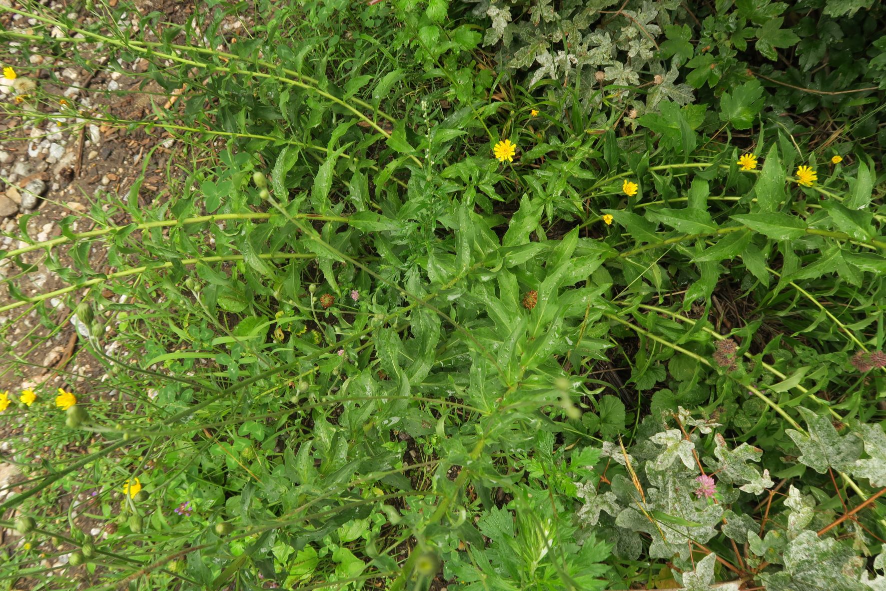 08.18 Kahlenberg Waldbachsteig Kahlenbergerdorf Asteracea unbestimmt, WrWld Waldbachsteig bei Elisabethwiese 18.08.2020 C5X (6).JPG