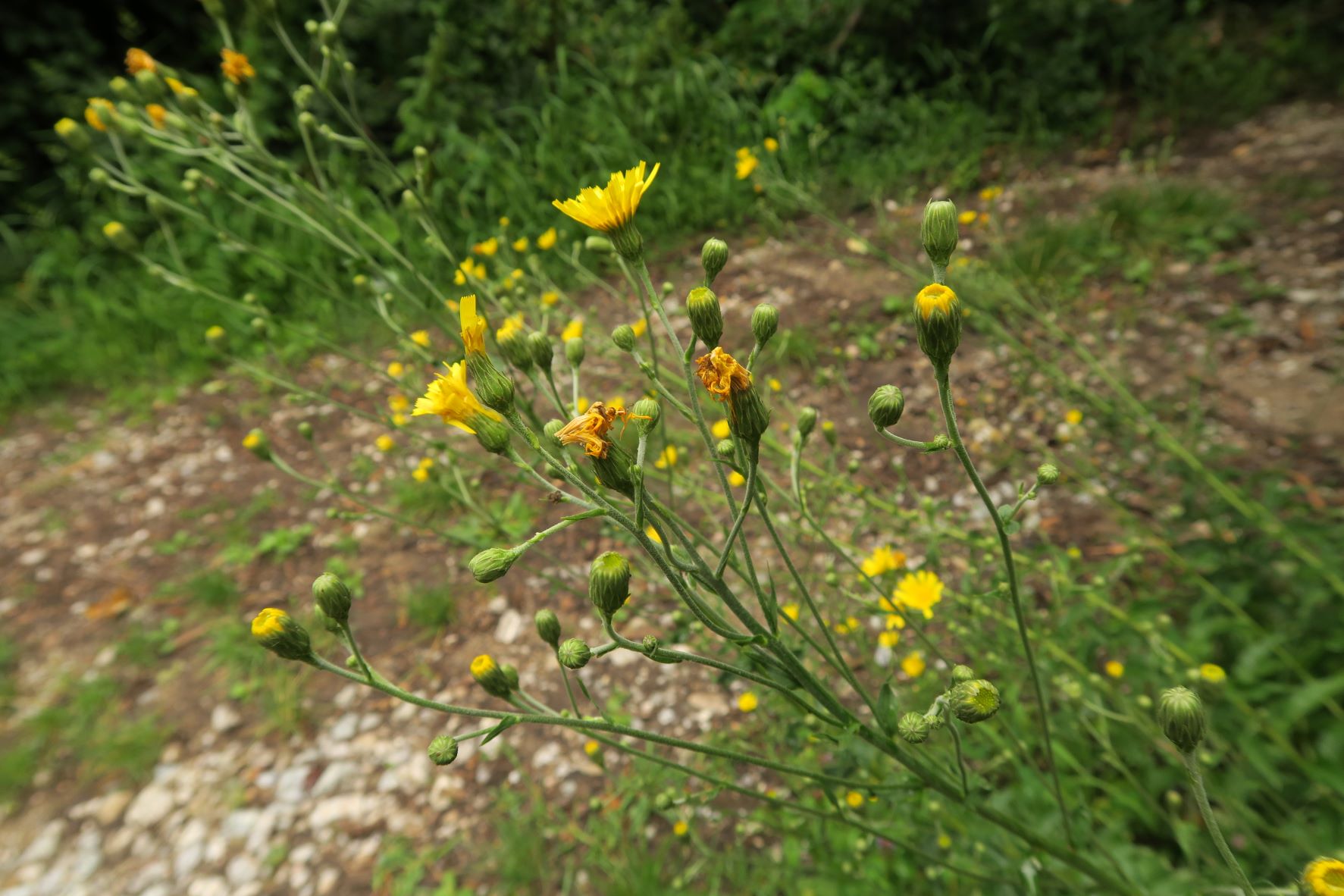 08.18 Kahlenberg Waldbachsteig Kahlenbergerdorf Asteracea unbestimmt, WrWld Waldbachsteig bei Elisabethwiese 18.08.2020 C5X (3).JPG