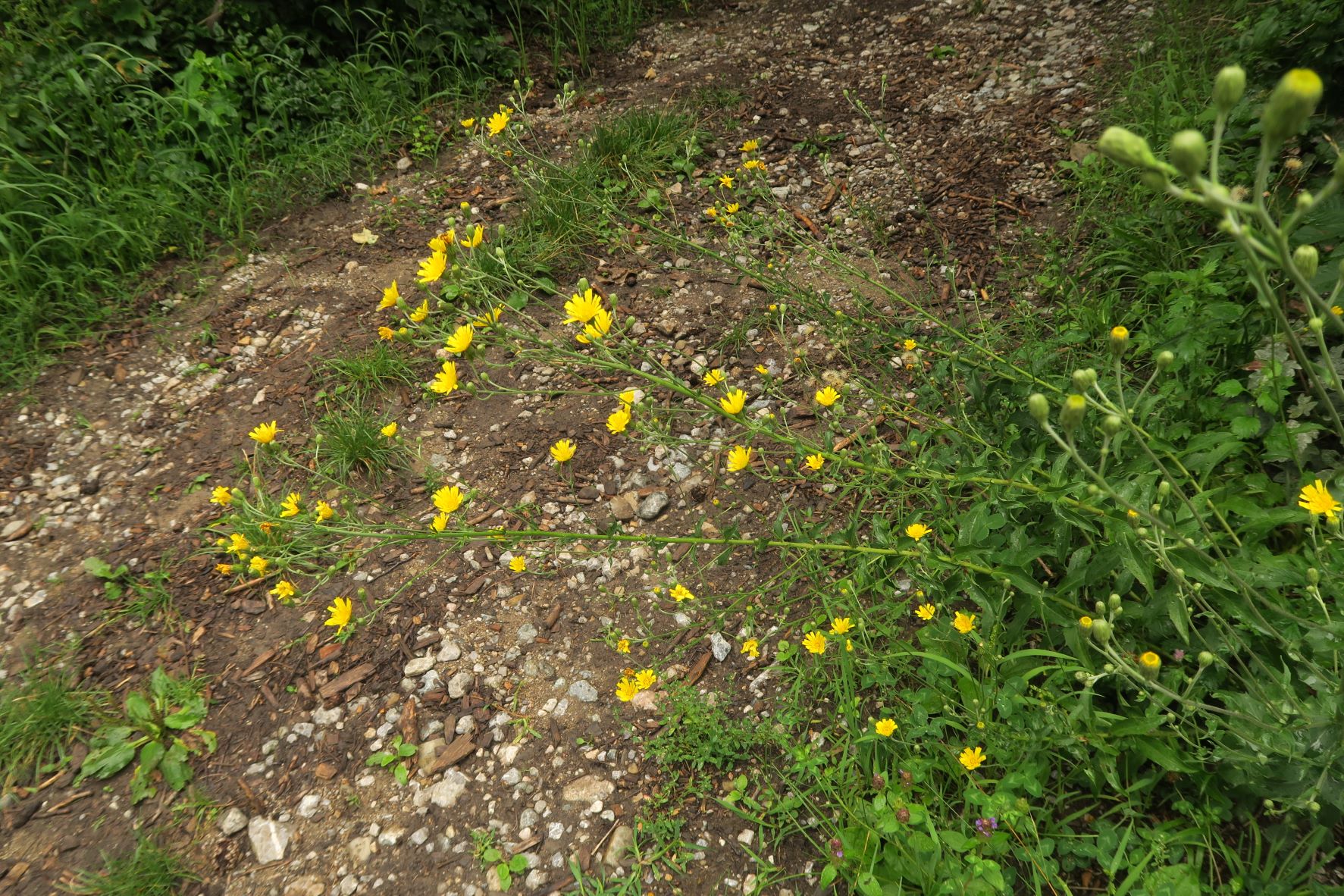 08.18 Kahlenberg Waldbachsteig Kahlenbergerdorf Asteracea unbestimmt, WrWld Waldbachsteig bei Elisabethwiese 18.08.2020 C5X (5).JPG