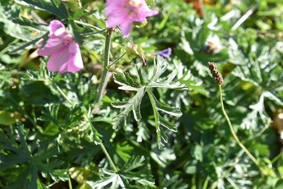 Grafenberg - 25102021 - (2) - - Malva moschata.JPG