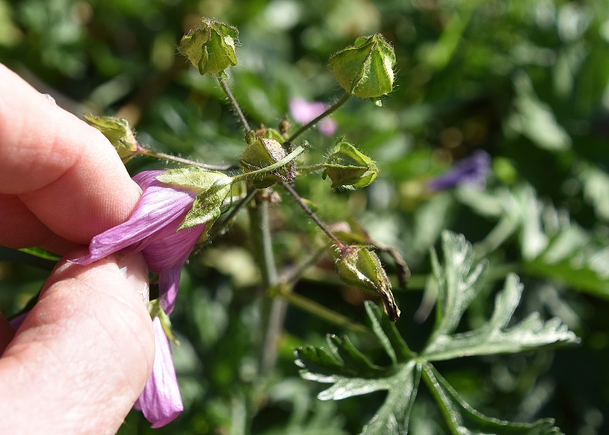 Grafenberg - 25102021 - (3) - - Malva moschata.JPG