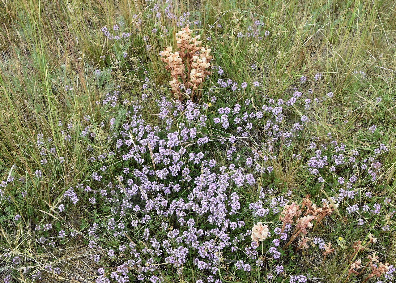 Götzendorf a.d. L - 13062021 - (1) - Orobanche caryophyllacea.JPG